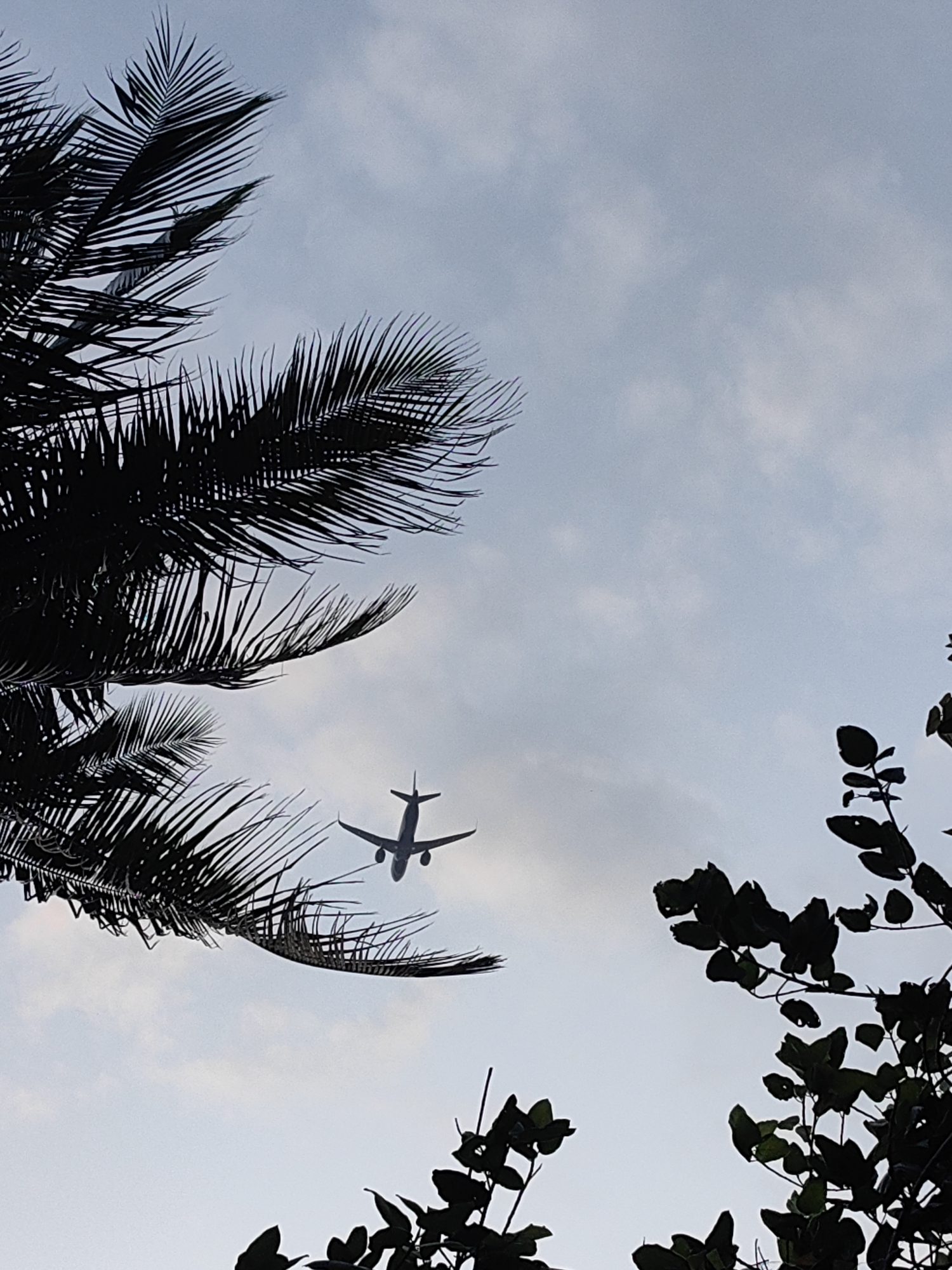 The image is a low-angle shot of a cloudy sky, with the silhouettes of palm fronds on the left and leafy branches on the right framing the scene. A silhouette of an airplane is visible in the center, ascending against the sky. The overall impression is that of a tropical or sub-tropical environment. The context of Mumbai, India is inferred from the presence of palm trees and the typical weather patterns, suggesting a view from a location like Juhu or Bandra, where such trees are common and proximity to the airport is also a characteristic.