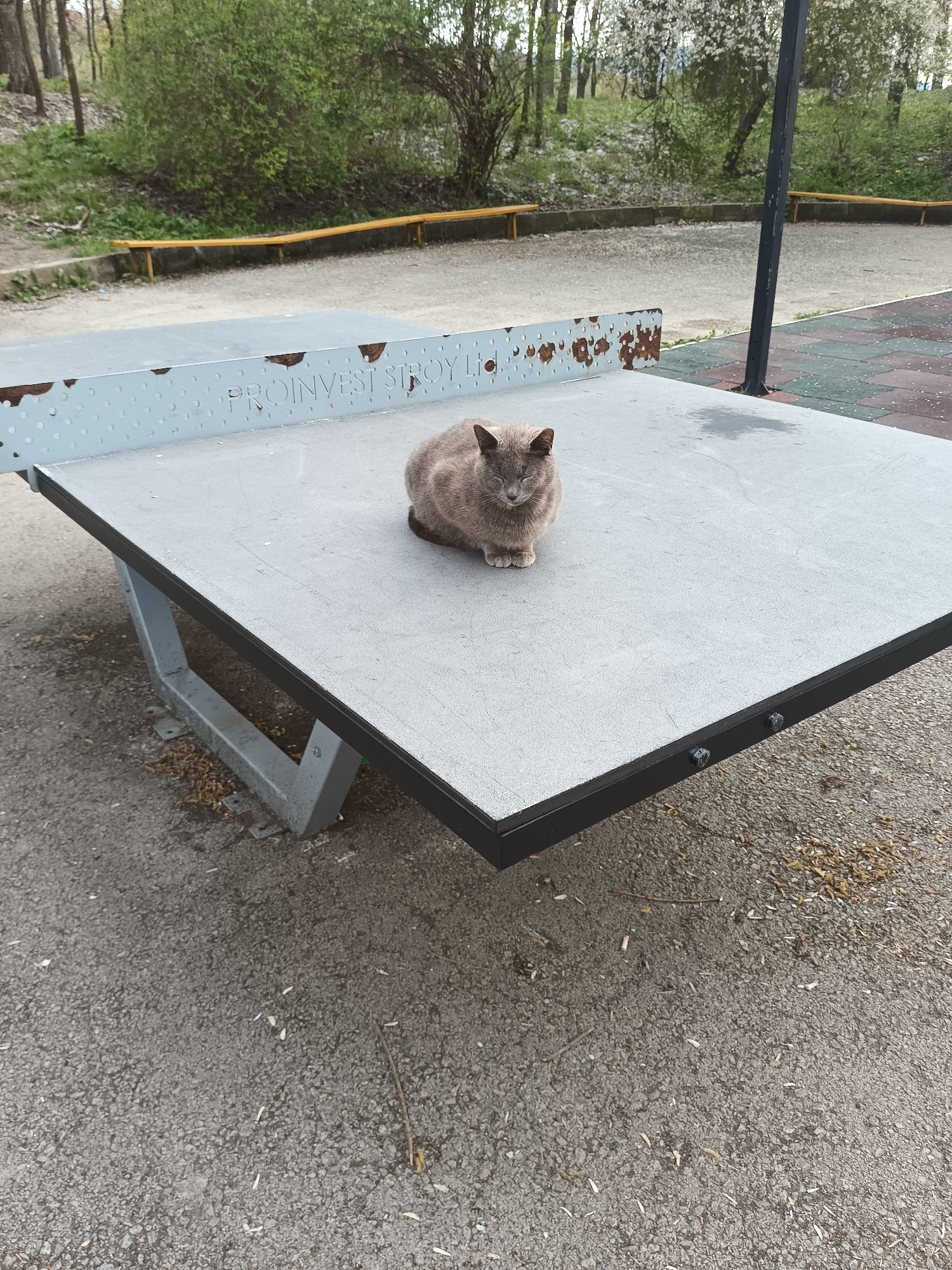 A medium-sized, gray cat sits squarely in the center of a weathered, gray ping pong table. The table is located outdoors, on a paved area with a scattering of small debris and twigs. The table has a metal frame and supports, showing signs of wear and possible rust. In the background, there are trees and benches, suggesting a park setting. Part of the table has the writing "PROINVEST STROY LTD". While the exact location in Targovishte, Bulgaria is not explicitly stated, the presence of the cat and park elements indicates a public outdoor space within the city.