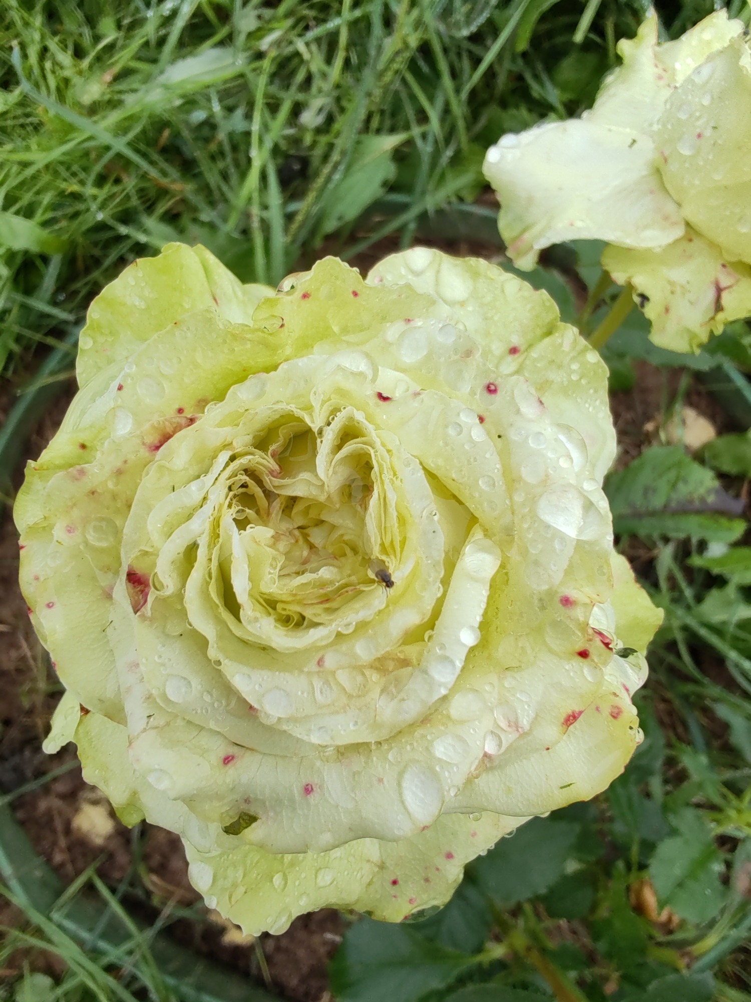 A close-up, high-angle shot showcases a pale green rose with numerous water droplets on its petals, suggesting recent rainfall. The rose is in the center of the frame and appears slightly wilted, with ruffled petals. Small, reddish-pink spots are visible on some petals, and a tiny fly can be seen on one of the inner petals. The background consists of out-of-focus green grass and soil. The location is identified as Chukhlem, Russia.
