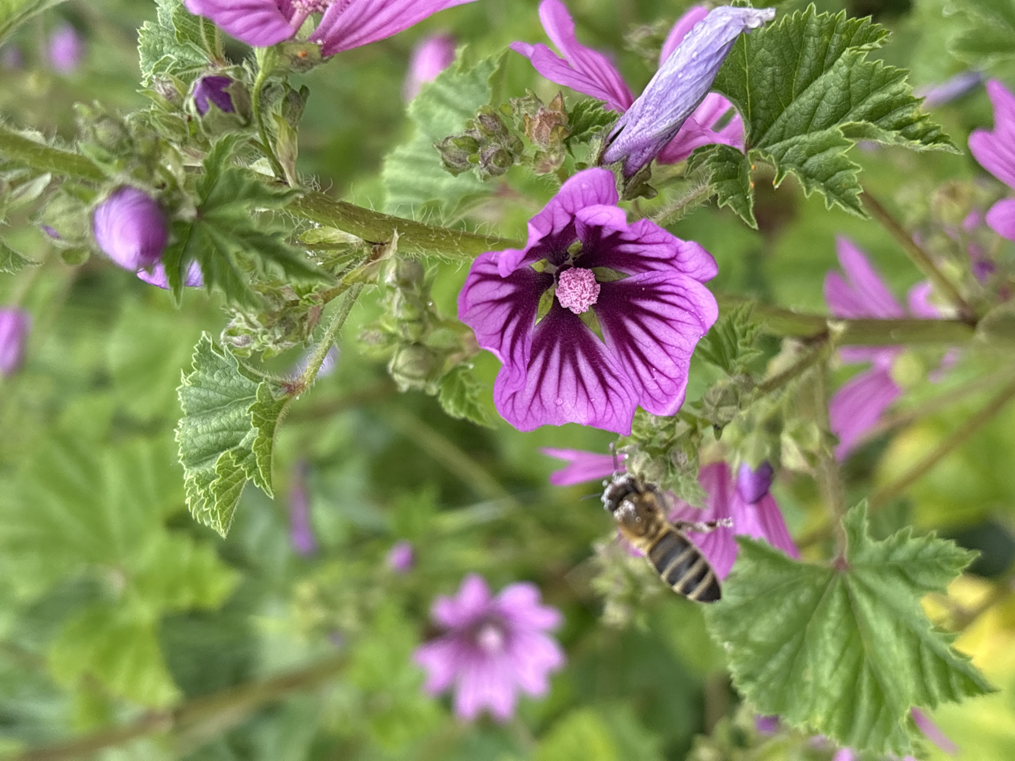 A close-up, eye-level shot captures a vibrant scene of purple flowers and a bee amidst green foliage in Bar, Montenegro. The central focus is on several open, five-petaled flowers, predominantly a rich magenta or purple hue, displaying darker, radial veins that originate from their lighter pinkish centers. One fully open flower in the middle-right reveals its stamen and pistil structure. Other flowers are visible in various stages of bloom, from tight, round buds to partially unfurled petals.
The plant features green, lobed leaves with slightly serrated edges, interspersed among the flowers. The stems are also green, with fine, soft hairs visible upon closer inspection. In the lower right quadrant of the image, a honeybee (likely *Apis mellifera*) is distinctly visible, its striped black and yellow abdomen and fuzzy body captured as it approaches or rests on a purple flower, suggesting it is foraging for nectar or pollen.
The background consists of blurred green leaves and out-of-focus purple flowers, indicating a dense floral environment. The lighting is bright and natural, suggesting it is daytime with soft, even illumination, possibly under clear skies or light overcast conditions, as there are no harsh shadows. No text is visible in the image.