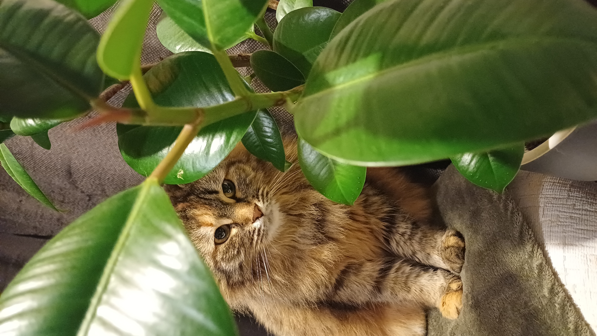 A long-haired tabby cat with brown and black stripes is nestled among the leaves of a potted plant. The plant's large, glossy green leaves fill much of the frame, obscuring parts of the cat. The cat is looking upwards towards the camera. Its paws are visible on a gray cushion or blanket. The background appears to be a dark, neutral color. No evidence exists to support the location being in Timokhovo, Russia.
