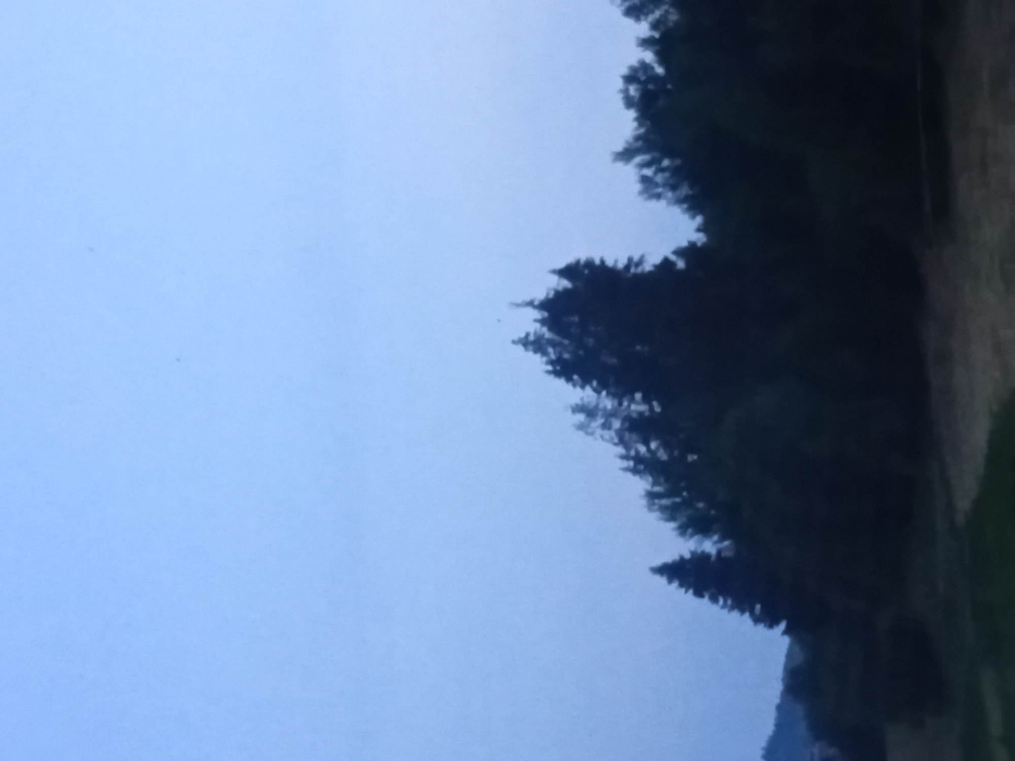 The image depicts a landscape scene with a clear sky and a line of dark trees on the right side of the frame. The sky is a light blue, suggesting it is daytime. The trees are densely packed and appear to be evergreen, possibly pine or fir trees, with their tops reaching upwards. The overall lighting is somewhat dim, which could indicate it is early morning or late evening. The background behind the trees is a blur of muted colors, suggesting it might be a field or a gently sloping hill. There is no discernible activity or event taking place in the image. The composition is simple, focusing on the contrast between the open sky and the silhouette of the trees. There are no people or objects clearly visible within the frame, and no text is present. The image appears to capture a natural, undeveloped landscape.
