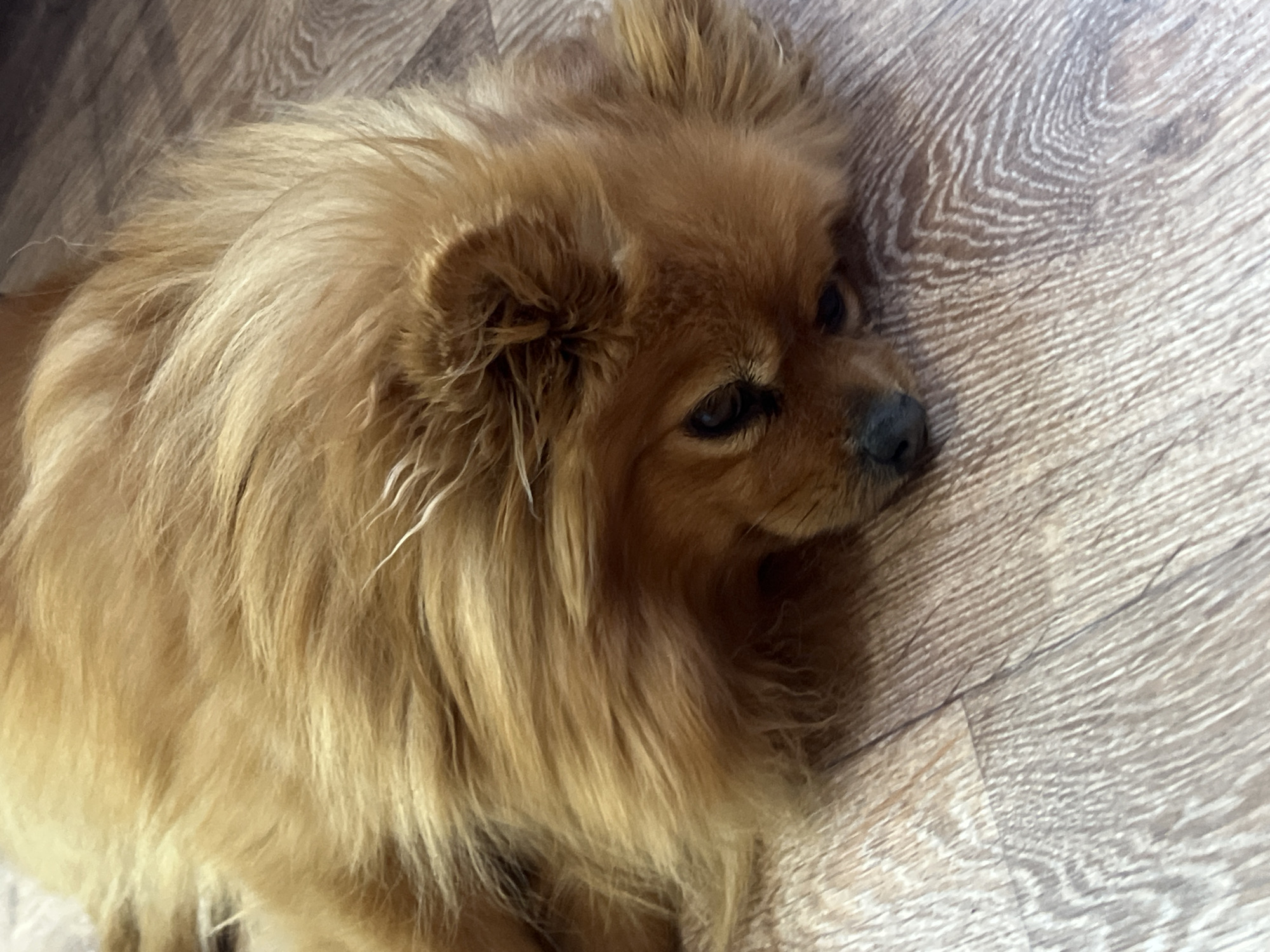 A close-up, high-angle shot shows a small, light brown, fluffy dog lying on a light brown wood-patterned floor. The dog is mostly visible from the head and upper body, with a slightly blurred background. The dog's eyes are open and focused to the side. The location is not discernable from the image.