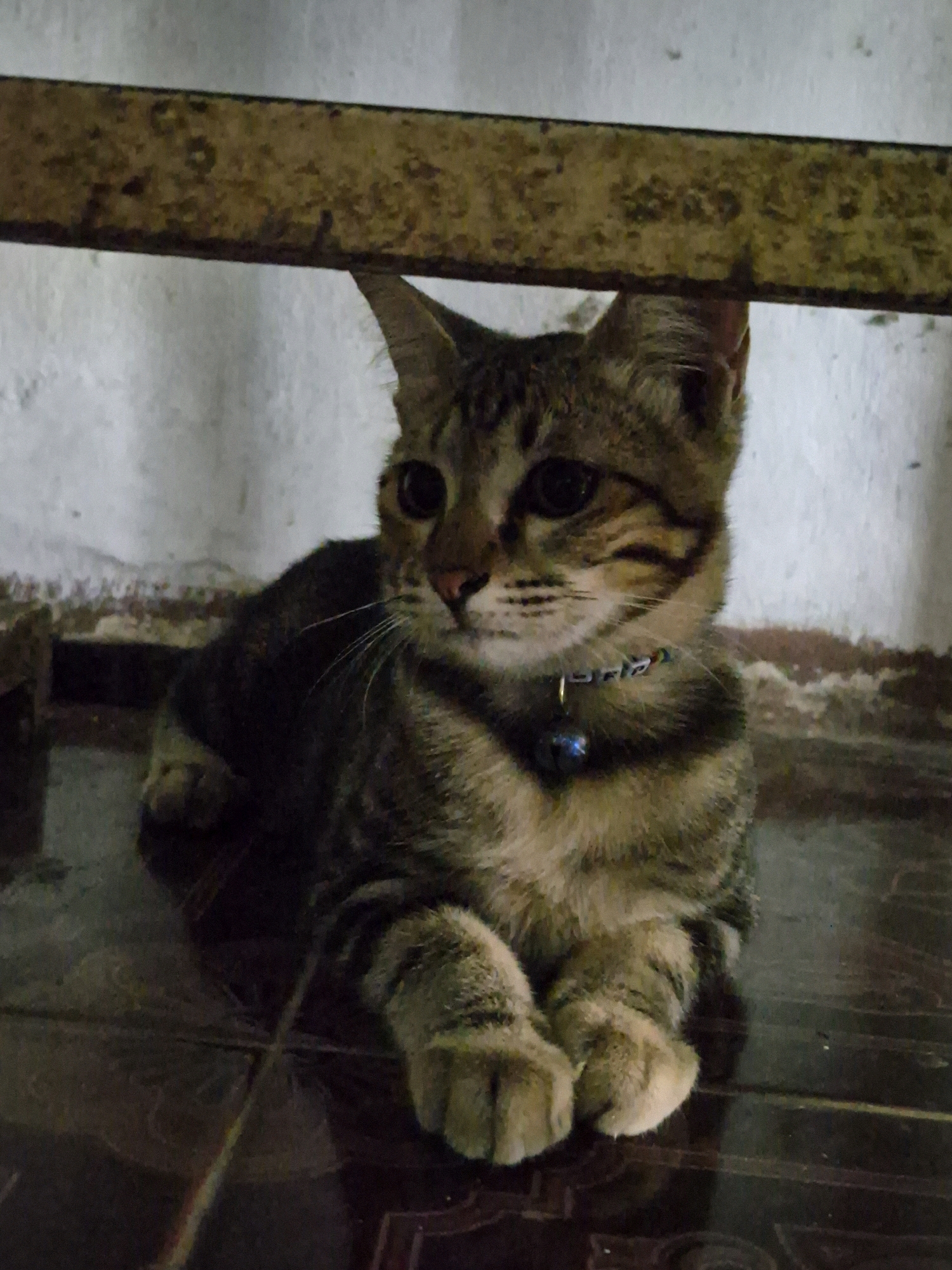 A tabby cat with a blue bell collar is lying on a dark tiled floor under a weathered wooden beam. The cat is facing the viewer, with its front paws crossed. The background consists of a white wall with some reddish-brown marks. The lighting appears to be dim. This scene is located in Dukuhrejo, Indonesia.