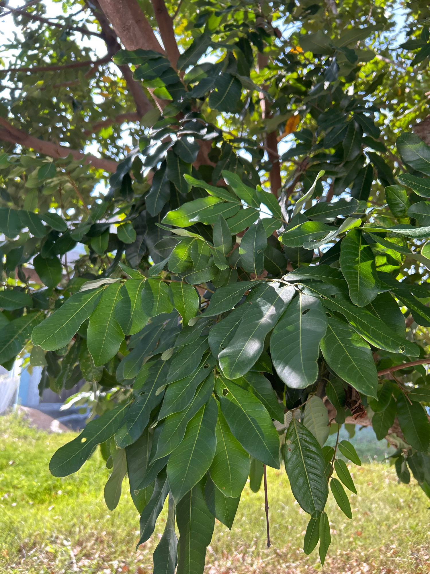 In Sabang, Indonesia, a close-up shot focuses on the lush green leaves of a tree. The leaves are oval-shaped with pointed tips and prominent veins, and they are illuminated by dappled sunlight filtering through the branches. In the background, glimpses of a building and grassy ground are visible, suggesting an outdoor setting within the city.