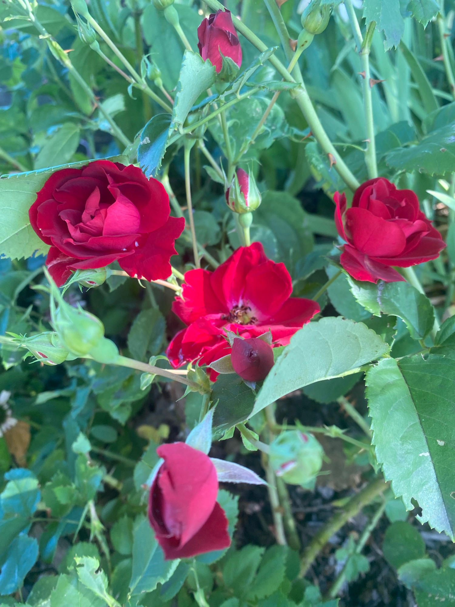 The image displays a close-up of a rose bush with several red roses and buds. The roses are various stages of bloom, from fully open to tightly closed buds. The petals are a deep, vibrant red, and some of the open roses show intricate layering of their petals. The stems of the rose bush are green and covered in small thorns. Lush green leaves surround the roses, some with serrated edges. The background is a blur of more green foliage, suggesting a garden setting. The lighting indicates it is daytime, with a soft, natural light illuminating the scene. There are no people visible in the image. This scene is located in Sainte-Anne-de-Bellevue, Canada, likely within a residential garden or a public park.