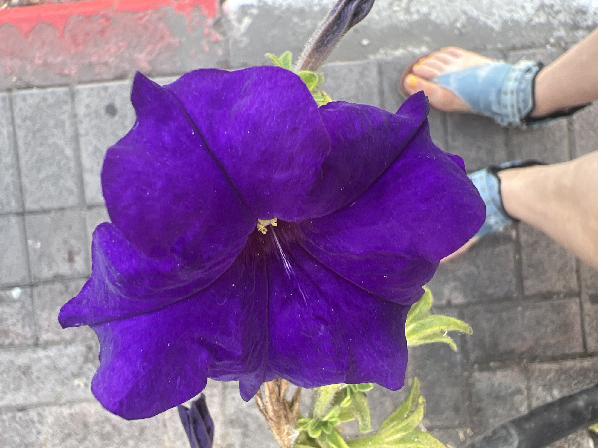 A close-up, top-down view captures a vibrant purple petunia flower in full bloom. The flower's petals are richly colored and slightly textured, with a delicate yellow center. It is positioned on the left side of the frame, dominating the foreground. To the right of the flower, the lower legs and feet of a person are visible. The person is wearing denim thong sandals with studded ankle straps and has yellow nail polish on their toes. The background consists of a light-gray paved walkway, likely made of interlocking bricks. A thin red line is visible on the far right edge of the frame, indicating a painted boundary or marker. The overall scene appears to be an outdoor setting within the city of Netanya, Israel, perhaps a public garden or a walkway along a street.