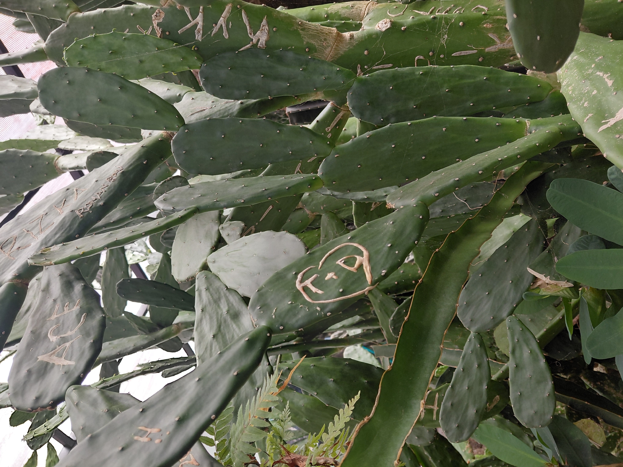 The image depicts a dense thicket of prickly pear cactus, characterized by its large, flat, green pads. Several of these pads bear inscriptions scratched into their surface. One prominent pad displays the word "ACE" in capital letters, with the "A" partially obscured. Another pad shows a stylized drawing of a face, outlined in a light-colored substance, with visible eyes, nose, and mouth. The cactus foliage fills the frame, with some smaller ferns and leafy green plants visible in the lower left and bottom of the image. The lighting suggests an outdoor setting, possibly a botanical garden or a naturalized area. The presence of graffiti on the cactus indicates human interaction with the environment. The image does not show any people.