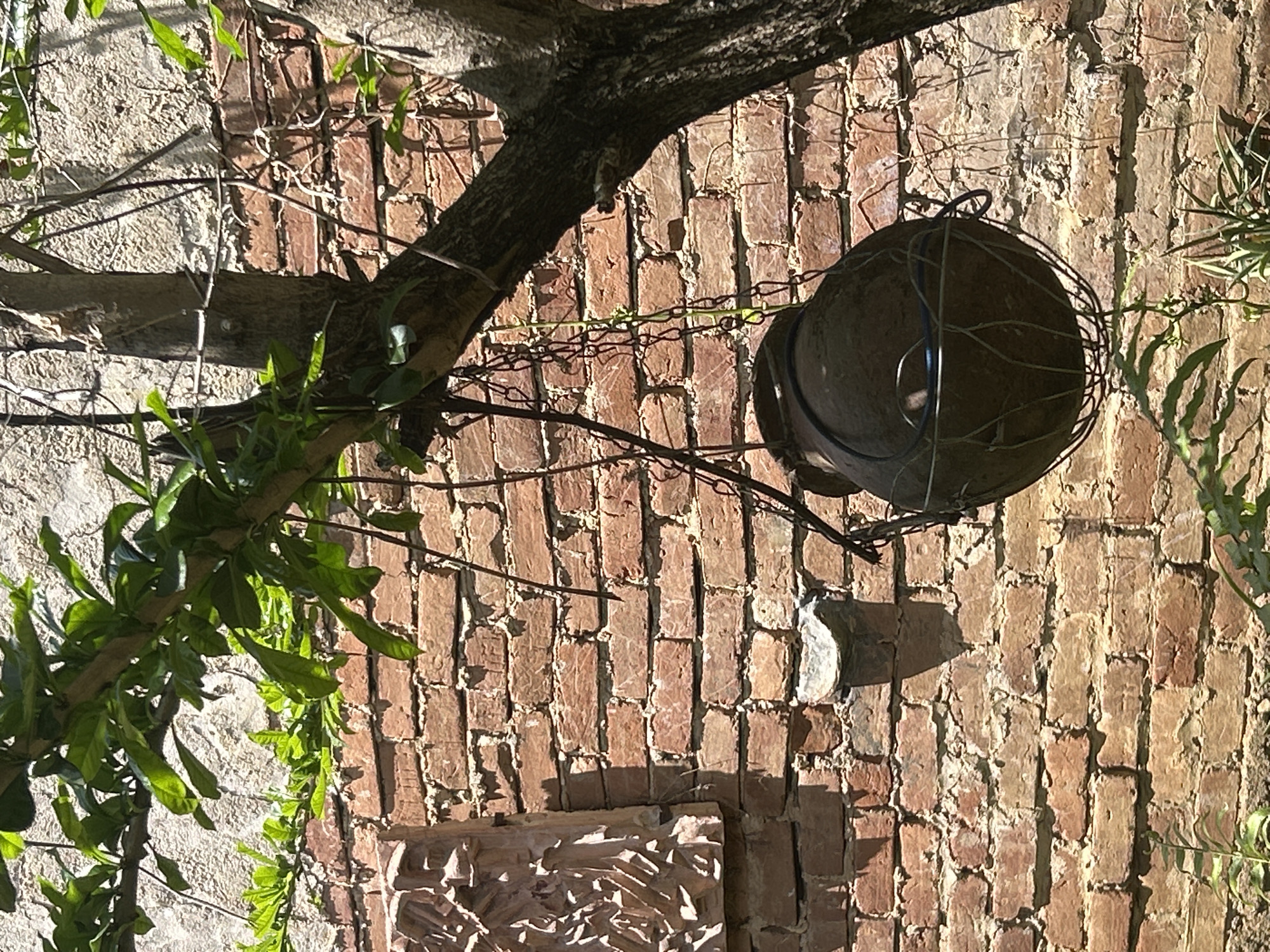 A rustic outdoor scene in Santa Ana, Venezuela, features a textured brick wall as the backdrop. A tree branch, laden with lush green leaves, extends into the frame from the upper left, casting dappled shadows. Hanging from a thin chain attached to the branch is a dark, spherical object encased in a wire basket. This object appears to be a pot or planter, possibly made of clay or a similar material, with a blue cord visible inside. To the left of the hanging object, a carved stone relief or decorative element is affixed to the brick wall. Sunlight illuminates the scene, highlighting the rough texture of the bricks and the foliage. The ground below is partially obscured by green plants. The image captures a moment of tranquil, natural beauty within an urban setting.