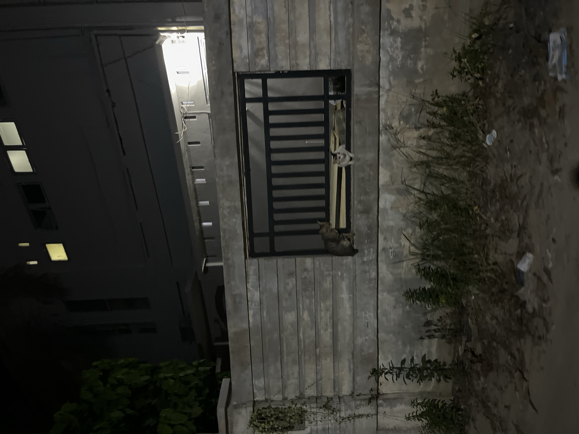 The image depicts a nighttime scene outside a building in the city of Kesehatanbandar, Indonesia. A concrete wall runs horizontally across the foreground, with a rectangular opening covered by a black metal grate. Two cats are visible through the grate. On the left, a tabby cat is perched on a horizontal ledge within the opening. On the right, a white cat with some tabby markings is also positioned on the ledge, facing forward. Beyond the wall, the upper floors of a building are visible, with several illuminated windows. The surrounding area appears to be unkempt, with scattered debris and vegetation along the base of the wall. The lighting suggests artificial illumination from the building and possibly streetlights.