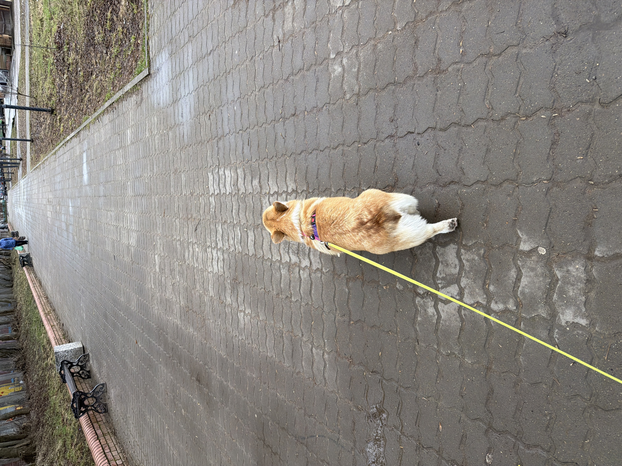 A corgi dog is walking on a paved sidewalk in Chaikovsky, Russia. The sidewalk is composed of gray pavers. The dog is light brown and white, wearing a purple and pink harness, and attached to a yellow leash. To the left of the sidewalk is a narrow strip of grass and then a row of black benches. The photo is taken in daylight.