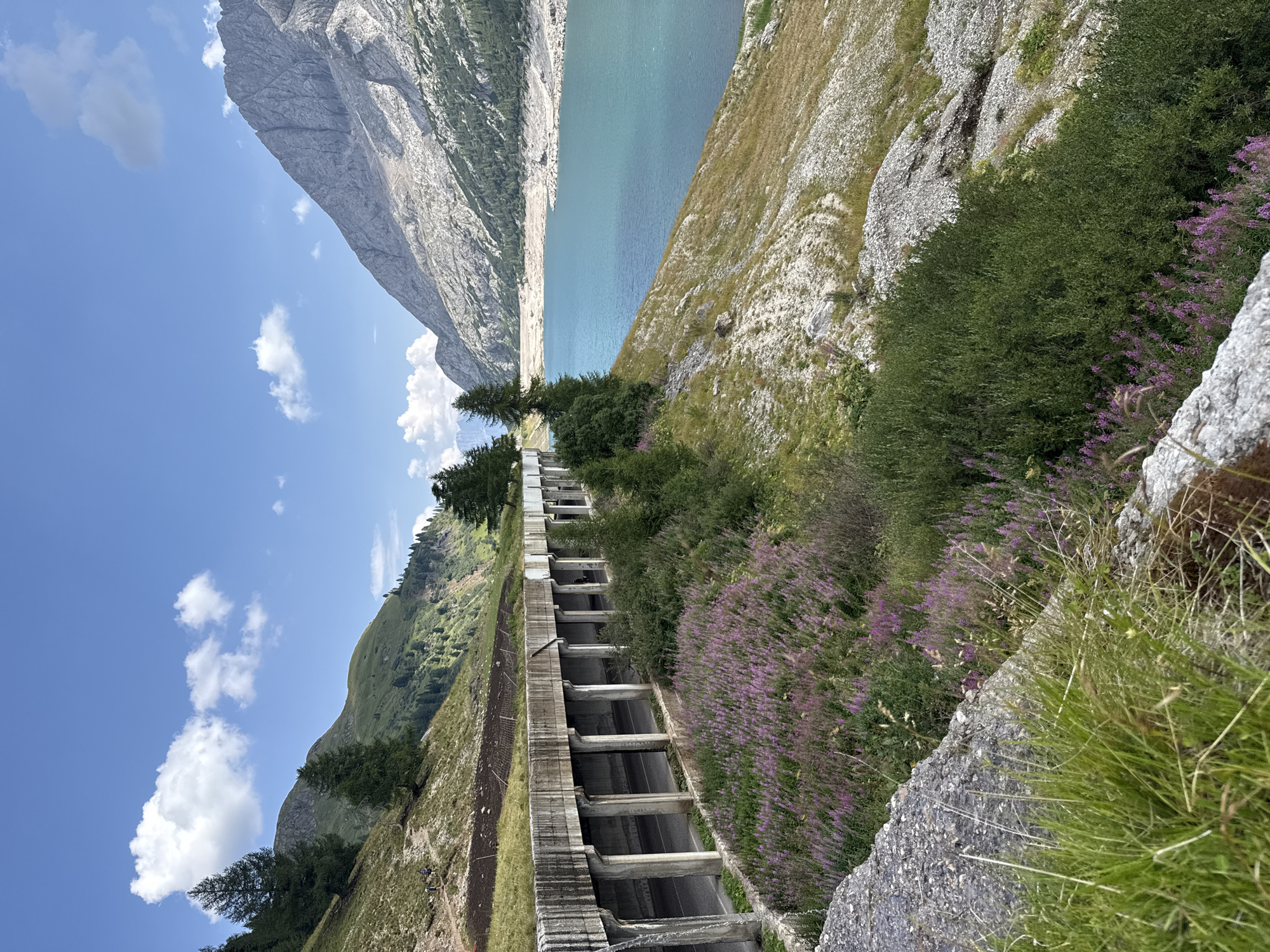 The image depicts a scenic mountain landscape with a road infrastructure. In the foreground, a concrete structure with columns runs along the side of a road, partially covered by vegetation. A dense patch of purple wildflowers and green bushes grows alongside the road, leading towards a large body of turquoise water. In the background, a majestic, rocky mountain range rises steeply, with sparse vegetation on its slopes. The sky is a clear blue with scattered white clouds. The location is identified as the artificial lake of Fedaia, situated on the border between Trentino and Veneto, in the Marmolada massif, near Canazei, Italy. No people are clearly visible in the image, and no specific actions or interactions are taking place. The scene captures a natural environment enhanced by human infrastructure, likely a dam or retaining wall for the lake.