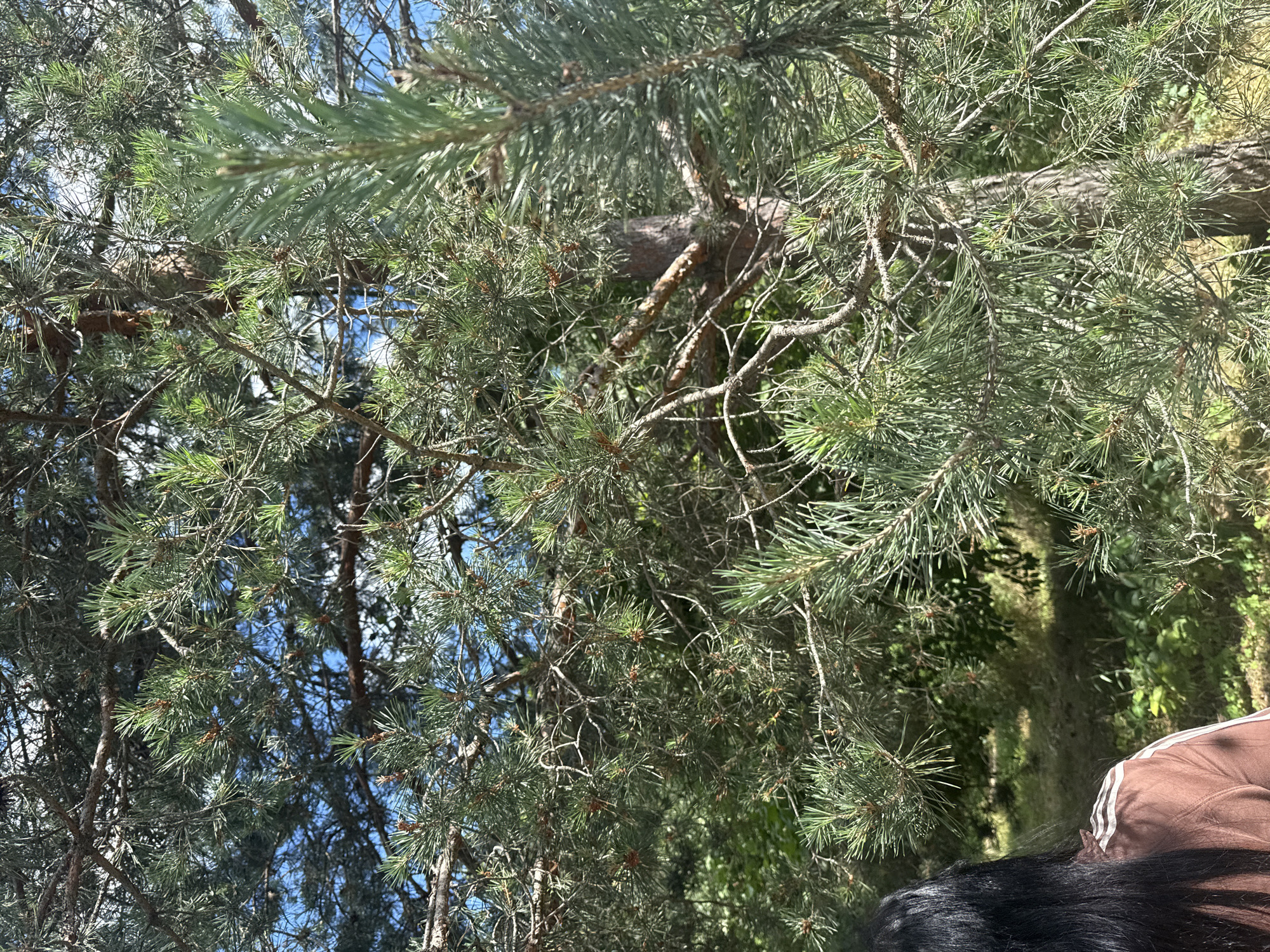 A close-up shot captures the needles of a pine tree against a bright blue sky. The sun is shining, casting dappled light through the branches. The pine needles are a vibrant green, with some brown cones visible amongst them. The background is filled with more pine trees and greenery, suggesting a wooded area. In the lower right corner of the image, a person's head and shoulders are visible, with dark hair and a brown sweatshirt. The person is likely outdoors, enjoying the natural scenery. The image appears to be taken during the daytime, with clear weather. The overall mood is peaceful and serene, evoking a sense of relaxation and connection with nature. The location is Obukhivka, Ukraine.