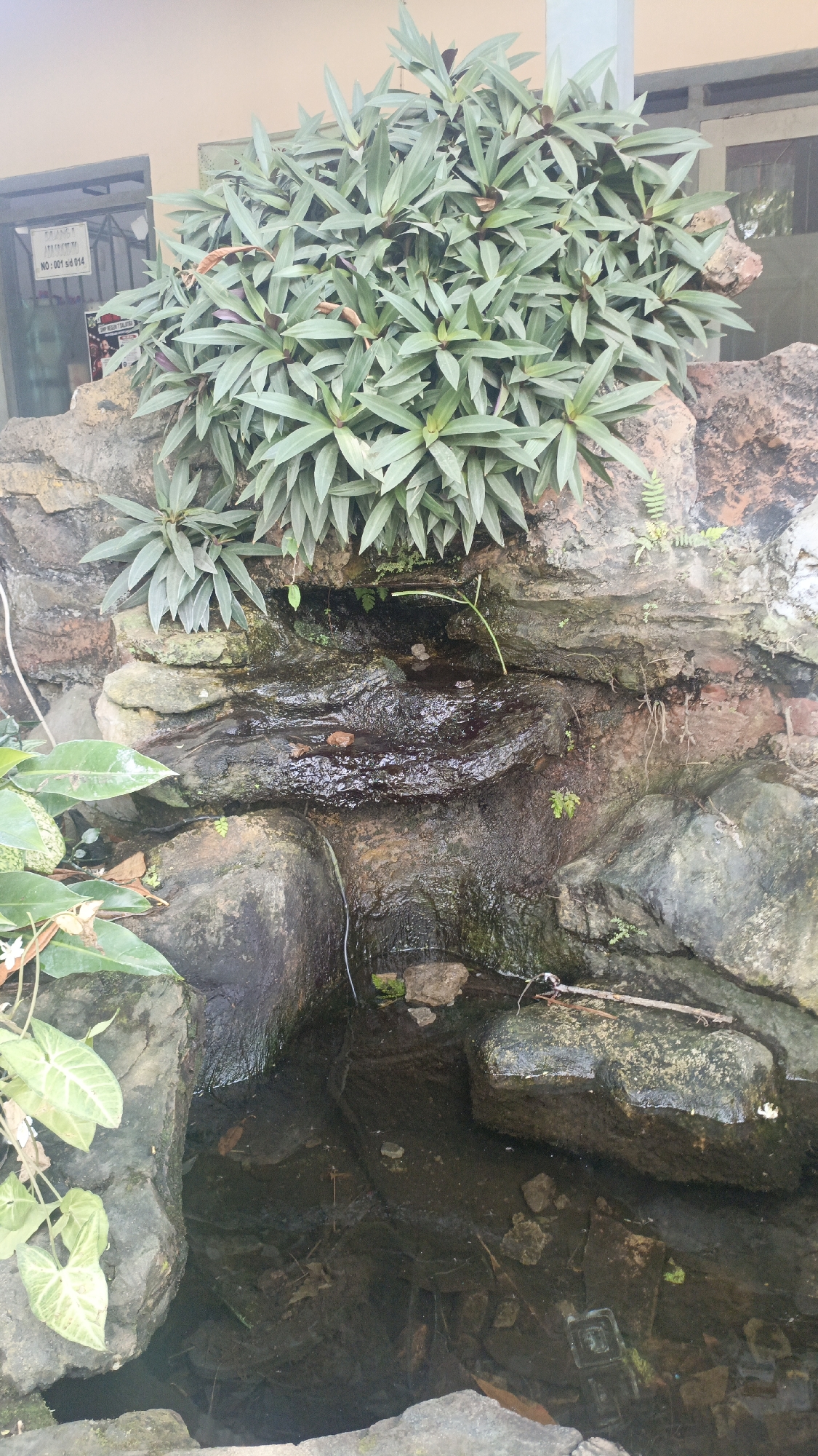 The image depicts an outdoor scene featuring a small water feature with a lush plant growth above it. The water feature is constructed with rocks and appears to be a shallow pool or stream bed. The surrounding area is rocky, with some exposed brickwork visible. A plant with elongated, variegated leaves is prominently positioned at the top of the rocks, cascading over the water feature. Several other plants, including some with heart-shaped leaves, are visible near the water. The water itself is dark and reflects the surrounding foliage. In the background, a portion of a building with light-colored walls and windows is visible, along with a sign on a door. The scene appears to be located in a somewhat overgrown or naturalized setting within an urban environment, potentially a garden or courtyard. There are no people visible in the image. The overall impression is one of a tranquil, somewhat neglected, outdoor space. The sign in the background, partially obscured, includes text that suggests a location in Salatiga, Indonesia, specifically "NO: 001 s/d 014".