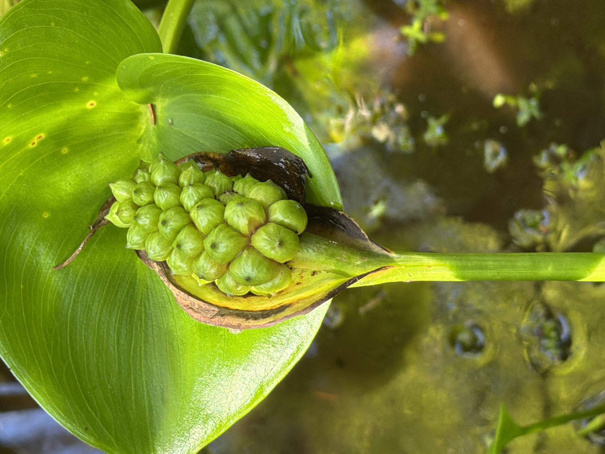 This is a close-up, eye-level shot of a cluster of green seed pods emerging from a partially unfurled, dark brown and green spathe, which is nestled within a large, bright green, heart-shaped leaf. The leaf has prominent veins and is partially submerged in murky, greenish-brown water. The water's surface is disturbed, showing ripples and reflections of light, and contains some submerged plant matter. The stem supporting the seed pod and leaf is bright green and appears to be growing from the water. The overall lighting suggests it is daytime, with sunlight highlighting the plant's textures and colors. The scene is set in a natural aquatic environment, likely a pond or slow-moving body of water. There are no people or animals visible in the frame. This image is not associated with the city of Ushaki, Russia.
