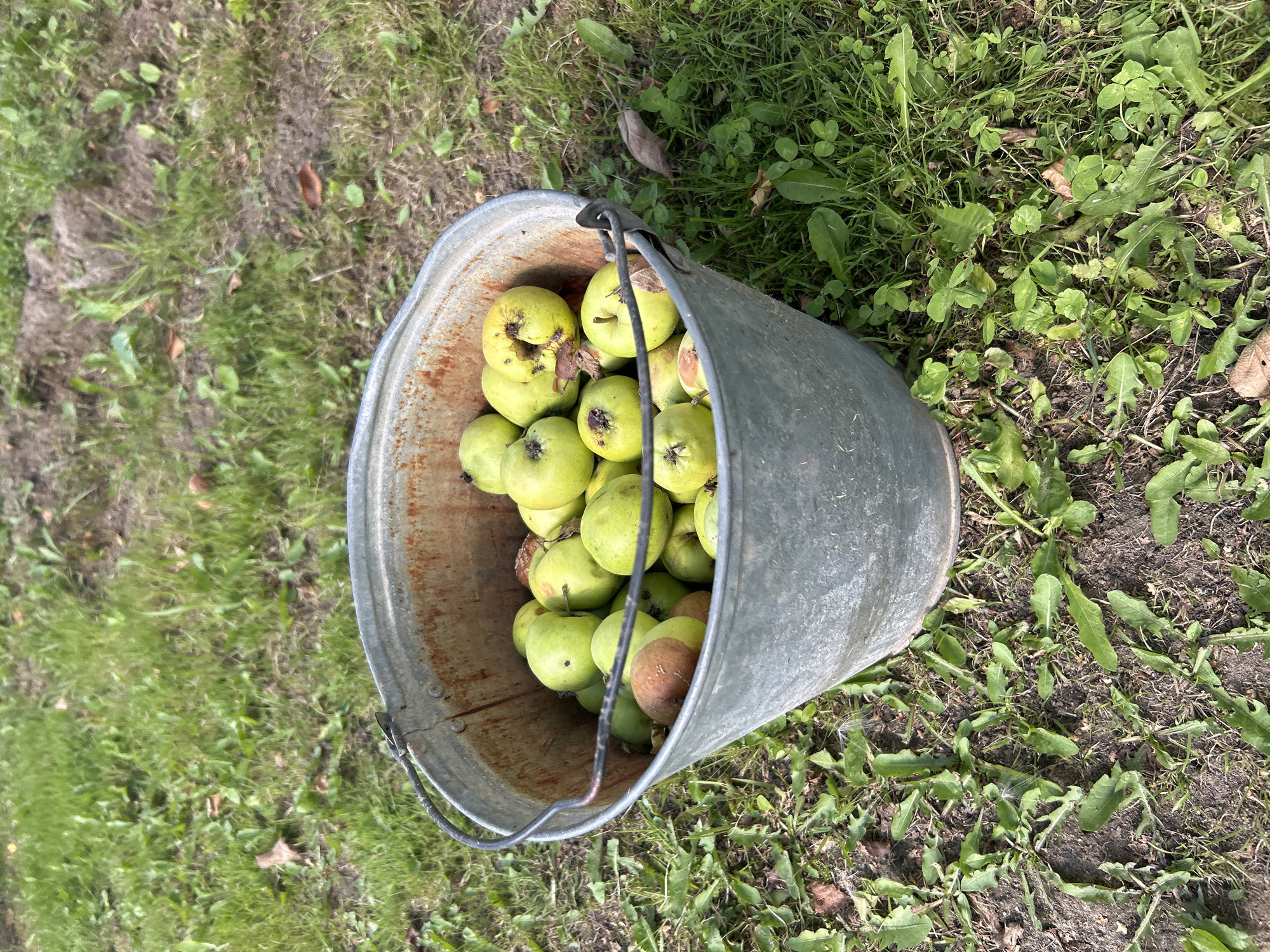 A galvanized metal bucket filled with green and brown apples sits on a grassy area. The bucket has a wire handle and shows signs of rust and wear. The apples are of various sizes and some have blemishes or bite marks. The surrounding ground is covered in green grass, some dirt, and scattered leaves. The image appears to be taken outdoors in natural light. There are no people or animals visible in the scene. The location in the city of Kalitsino, Russia, is not visually evident from the provided image.