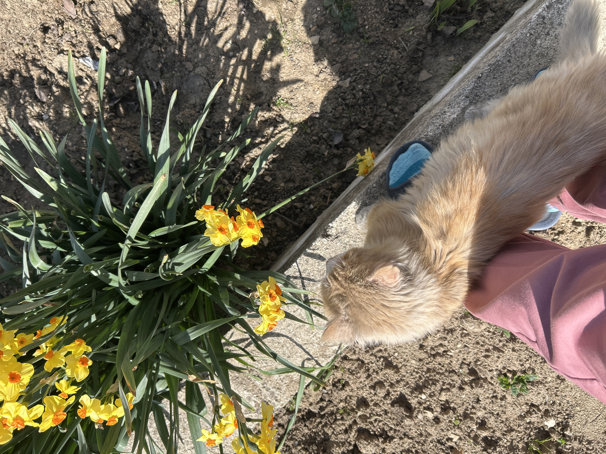 The image shows a garden in Valkosel, Bulgaria. A patch of daffodils with yellow and orange centers grows next to a concrete border. An orange cat is sniffing the daffodils. A person wearing pink pants and blue sandals is near the cat. The ground is dirt. The shadow of a tree is on the ground.
