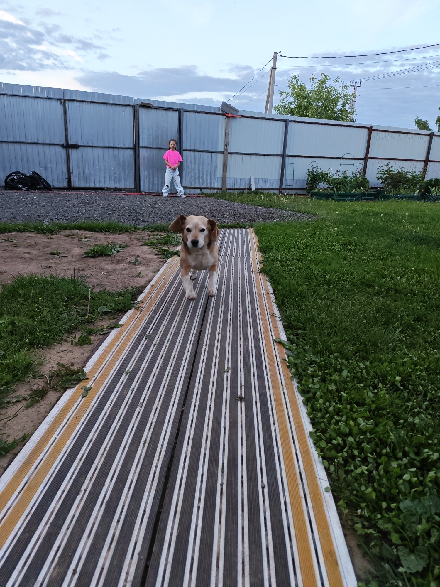 The image depicts an outdoor scene, likely a backyard or rural property, under an overcast sky, suggesting late afternoon or early evening. In the foreground, a light brown and white dog, possibly a Beagle mix, is captured mid-stride, running towards the camera on a distinctive pathway. Its front paws are elevated, conveying motion and energy.
The pathway itself is made of parallel sections, possibly temporary ramps or wooden planks, featuring alternating black and white stripes, with some sections also incorporating yellow and white stripes. To the left of the pathway, the ground is a mix of sparse grass and dirt, while to the right, a lush green lawn is visible.
In the mid-ground, a small child, a girl with dark hair, stands near a tall, corrugated metal fence. She is wearing a bright pink t-shirt and light-colored pants and looks directly towards the camera with a neutral expression. The fence, made of gray metal sheets, spans across the background. To the left of the child, near the fence, is a pile of black coiled material.
Beyond the fence, more greenery, including trees and bushes, can be seen, along with utility poles and overhead wires against the cloudy sky. Some raised garden beds or planters are also discernible behind the fence on the right side. The overall setting appears somewhat rustic or utilitarian, characteristic of a country or suburban environment, consistent with Rybolovo, Russia. There is no visible text in the image.