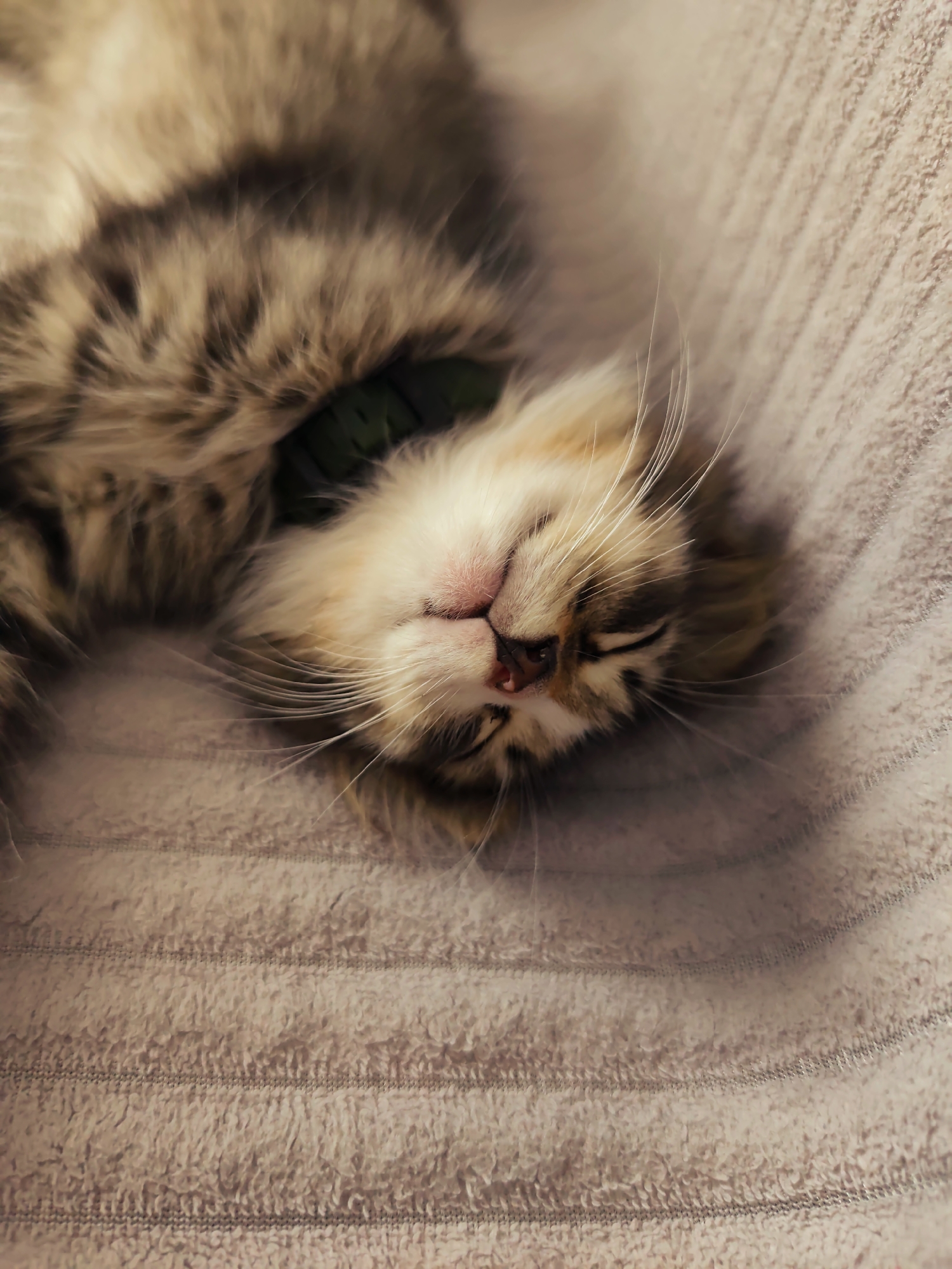 A close-up, overhead shot captures a fluffy kitten sleeping on a textured, light brown blanket. The kitten is lying on its back, with its head tilted to the right and its eyes closed. Its face is a mix of white and brown fur, with delicate pink ears and a tiny pink nose. Long, white whiskers fan out from its snout. A thin, dark green collar is visible around its neck. The blanket beneath the kitten has horizontal ridges and rows of stitching, suggesting it might be a mat or a specially designed pet blanket. The lighting is soft, creating gentle shadows that accentuate the kitten's fur and the texture of the blanket. There are no people or other animals visible in the frame. The overall impression is one of peaceful slumber in a cozy, domestic setting, potentially within a home in Durlești, Moldova.