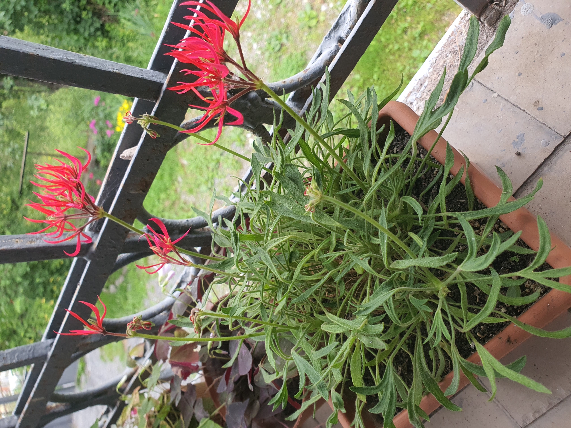 A terra cotta pot containing a lush green plant with narrow, serrated leaves and delicate, spidery red flowers sits on a ledge with a metal railing in the background. The railing, made of thick, dark metal bars, runs horizontally and vertically, creating a grid-like pattern. Beyond the railing, a blurred background of green foliage and grass suggests an outdoor environment, possibly a garden or park. The ground beneath the pot is tiled. The overall scene is serene and naturalistic, with the vibrant red flowers providing a striking contrast to the greenery and the dark metal. This image was captured in the city of Arakhveti, Georgia.