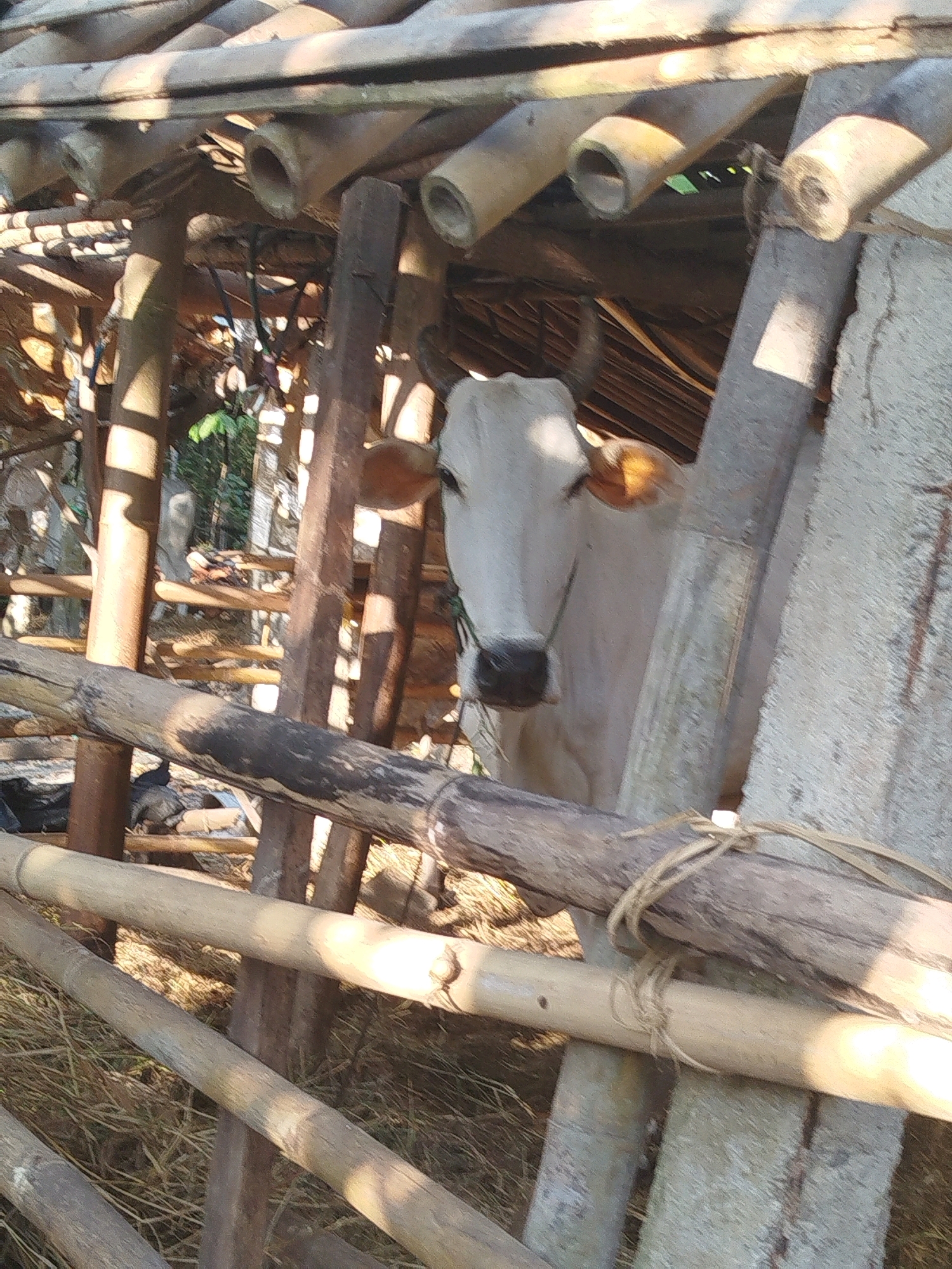 A white cow is standing in a simple shelter made of bamboo and wood. The shelter appears to be outdoors, with dry grass on the ground. The cow is facing the camera and its head is visible. The background shows vegetation and more of the wooden structure. The scene suggests a rural setting.