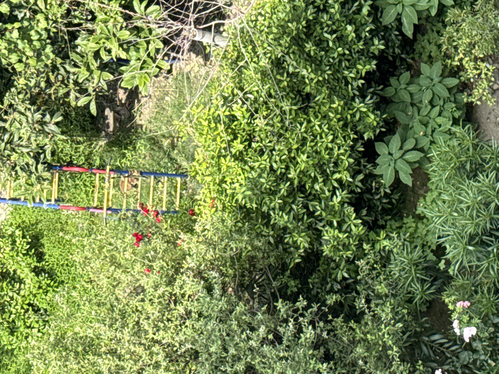 The image, taken from a high angle in Sochi, Russia, depicts a lush, overgrown garden area. Dominating the scene are various types of green foliage, creating a dense and textured landscape. In the upper left quadrant, a portion of what appears to be a building or structure is visible, partially obscured by branches.
A prominent object in the lower left portion of the image is a ladder. It has yellow rungs and blue and red rails. The ladder appears to be lying on the ground amidst the greenery. Nearby, there are several red flowers, adding a splash of color to the predominantly green surroundings.
The scene suggests a natural, somewhat wild setting, possibly a garden that is either being reclaimed by nature or is intentionally cultivated in a relaxed, informal style. The lighting suggests it's daytime, with sunlight filtering through the leaves, creating dappled shadows. There are no people visible in the image, and no text is present. The overall impression is one of natural abundance and a quiet, unmanicured outdoor space.
