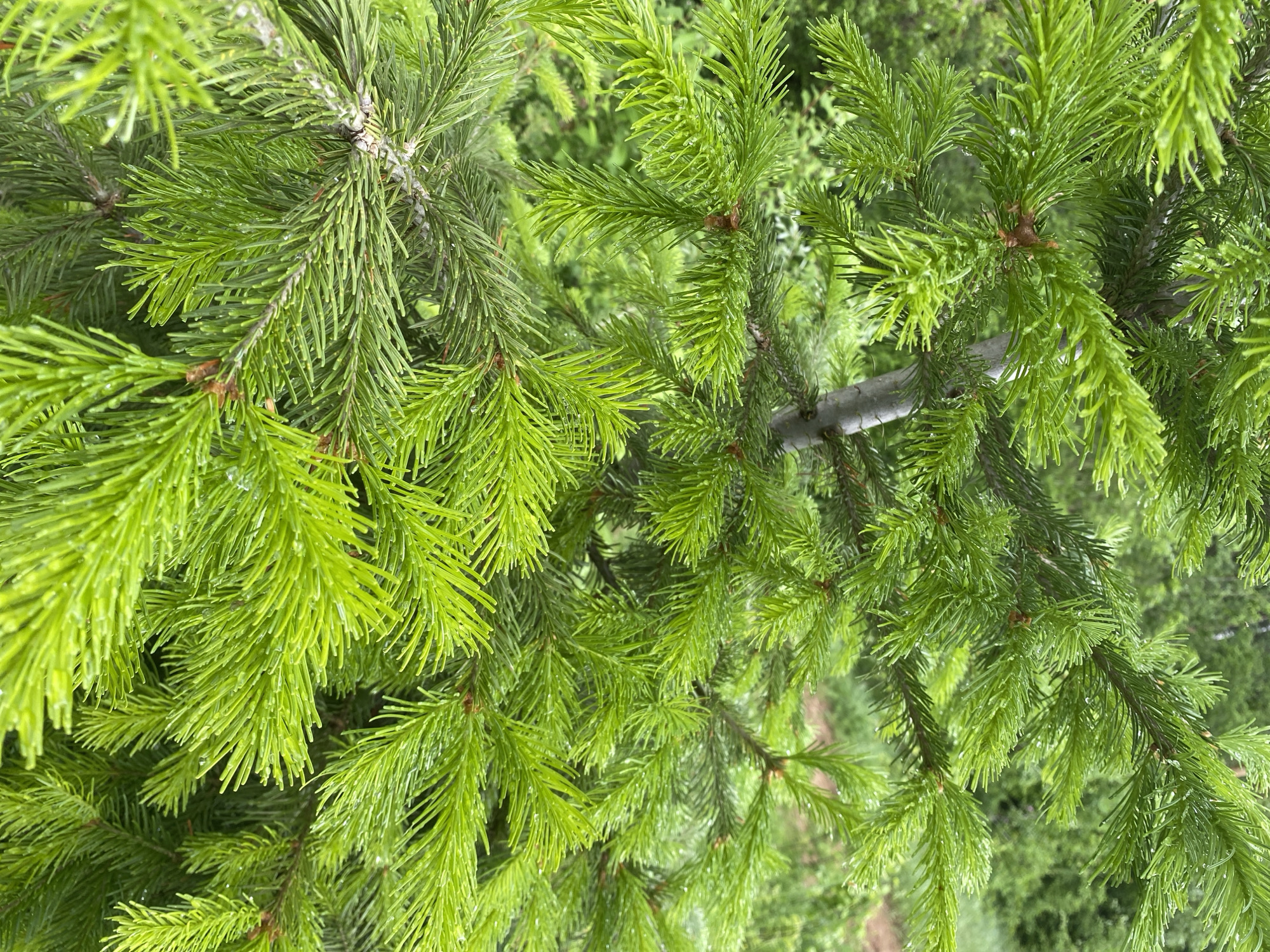 A close-up, slightly overhead shot showcases vibrant green spruce tree branches. The needles are densely packed and appear to be wet, possibly from rain or dew. The branches extend in various directions, filling most of the frame. A glimpse of the natural surroundings is visible through the foliage, creating a soft background. The location is likely Прикамский, Russia.