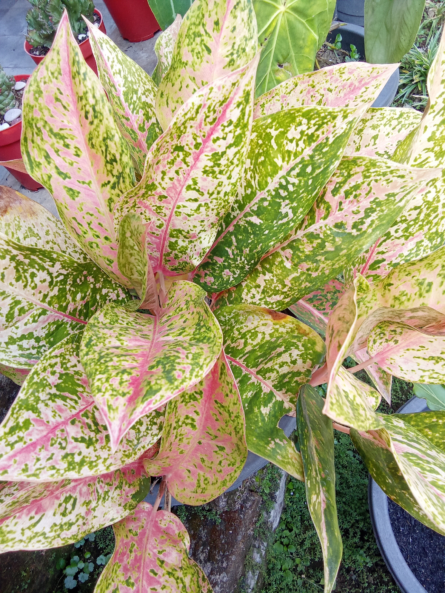 The image shows a close-up of a variegated Aglaonema plant, also known as Chinese Evergreen, with prominent pink and green patterns on its leaves. The plant is in a pot, and appears to be outdoors. In the background, other plants and pots are visible, suggesting a garden or nursery setting. The lighting suggests it is daytime. The specific location is identified as Subang, Indonesia.