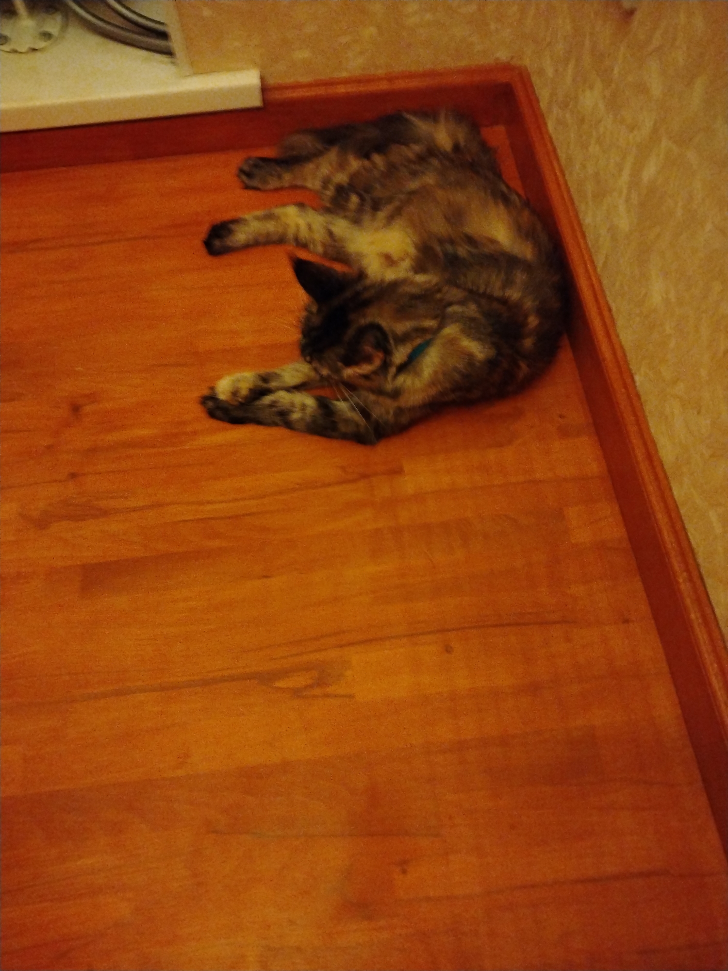 A tortoiseshell cat with a blue collar is lying on its side on a wooden floor. The cat is curled up, with its head resting on its paws. The floorboards are a warm, orange-brown color. The background is out of focus, but appears to be a wall with a textured wallpaper. The image was taken in Rahmanovo, Russia.