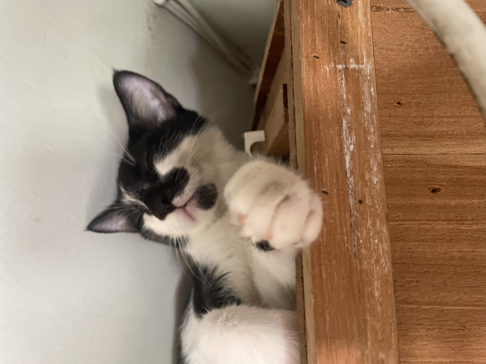 A black and white cat is lying on a wooden structure. The cat has its eyes closed and one paw raised. The background consists of a white wall and the wooden structure. I cannot verify the location is Denpasar, Indonesia.