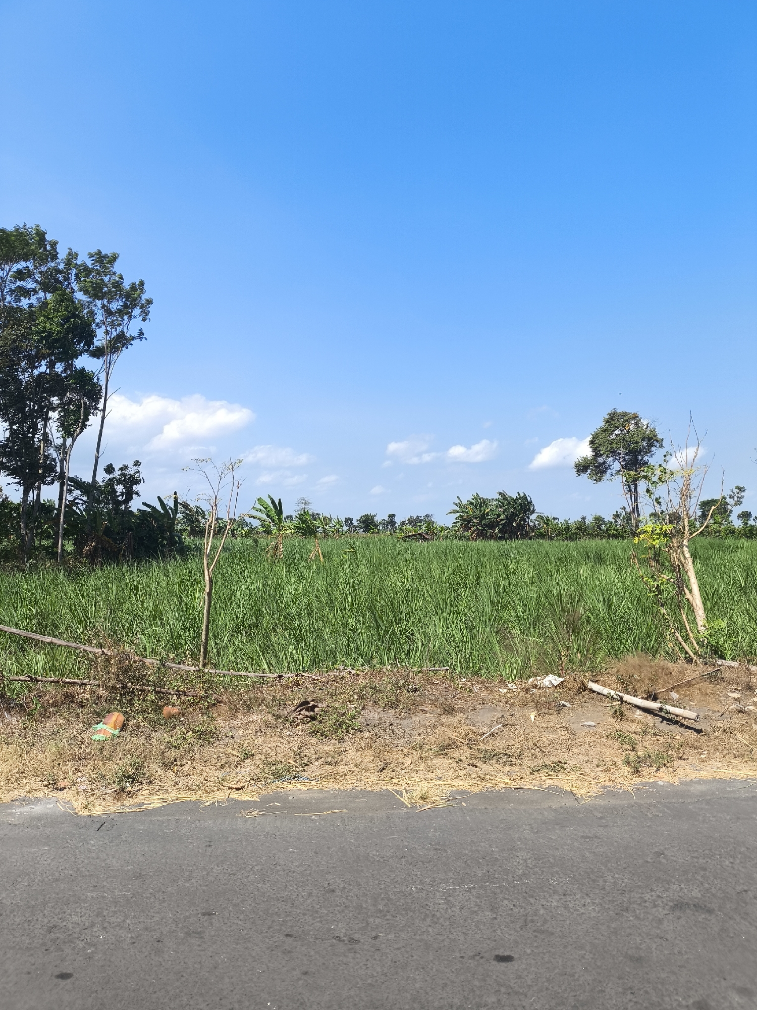 The image shows a rural scene in Grati, Indonesia, on a clear day with a bright blue sky. In the foreground, there is a gray asphalt road. Adjacent to the road is a dry, sandy area with sparse, dead grass and some scattered debris, including a piece of orange plastic, a brown object, and dried plant material. A makeshift fence made of horizontal wooden poles is visible across this area.
Behind the dry strip, a large field of tall, green crops, possibly sugarcane, dominates the midground. The crops appear dense and healthy, stretching towards the horizon. Scattered among the crops are banana trees with their characteristic large leaves. The background features a line of trees and vegetation, with a few more scattered trees within the field. The sky above is clear blue with a few scattered white clouds. The overall impression is one of agricultural land under bright sunlight.