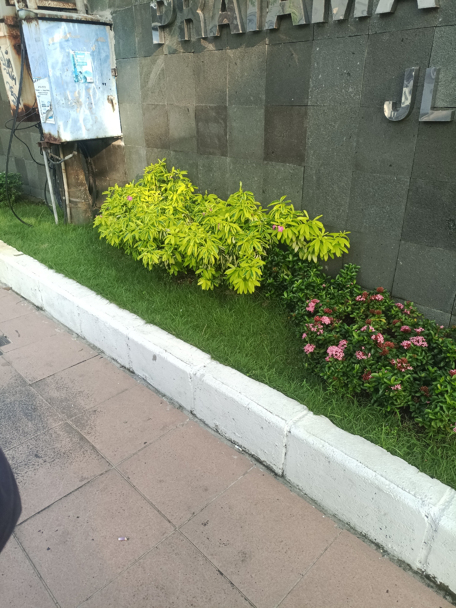 A ground-level shot captures a section of sidewalk with a concrete curb bordering a green space. The green space contains two distinct shrubs: one with bright yellow-green leaves and another with darker green leaves interspersed with clusters of small pink flowers. Behind the shrubs is a dark gray tiled wall with partially visible chrome-colored letters spelling "PRATAMA" and the letters "JL" at the right edge. To the left of the greenery is an electrical box affixed to the wall, with wires and conduits visible. The sidewalk consists of square paving stones in reddish-brown hues. A partial view of an individual's clothing is visible at the bottom left corner. The city is unknown.