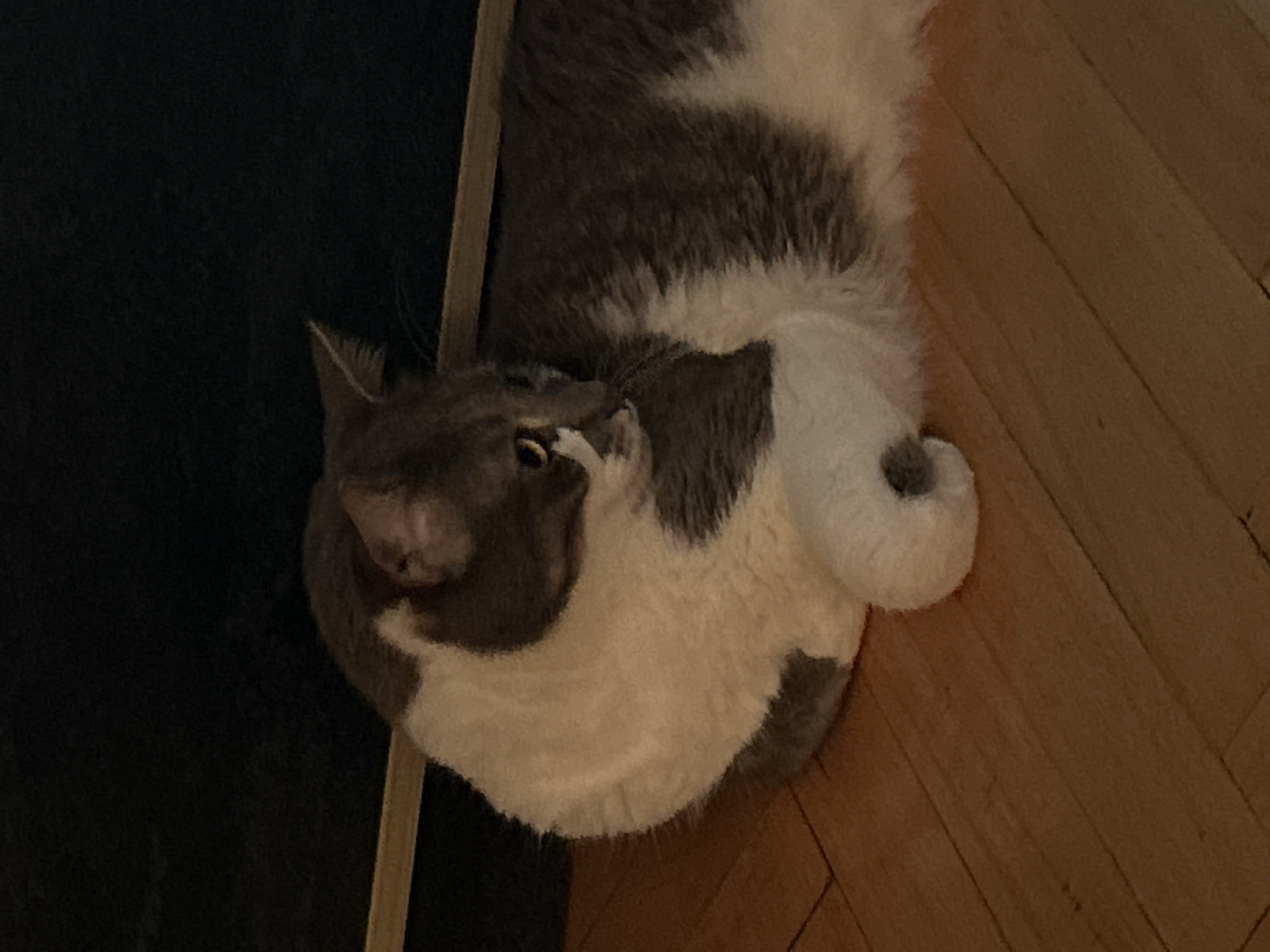 A grey and white cat is lying on a wooden floor. The cat is facing to the left, with its body curled up. Its fur is soft and fluffy. The background is dark and out of focus. There is no information about the location in Sofia, Bulgaria.