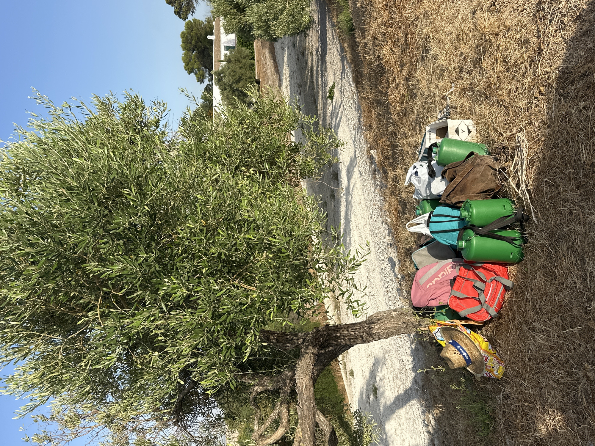 In San José del Valle, Spain, beneath the shade of a large olive tree, a collection of items is gathered on dry, golden grass. A straw hat with a blue band rests on a yellow and red patterned bag. Beside these are two backpacks: one is bright pink with "ADIDAS" written in gray, and the other is a smaller red backpack with gray accents. To the right of the backpacks are three green canisters. A brown leather satchel lies on its side in front of some of the items. Further to the right, a white cardboard box with a hazard symbol and the text "12X335.5" is visible. The background shows a gravel path leading towards buildings and more olive trees under a clear blue sky.