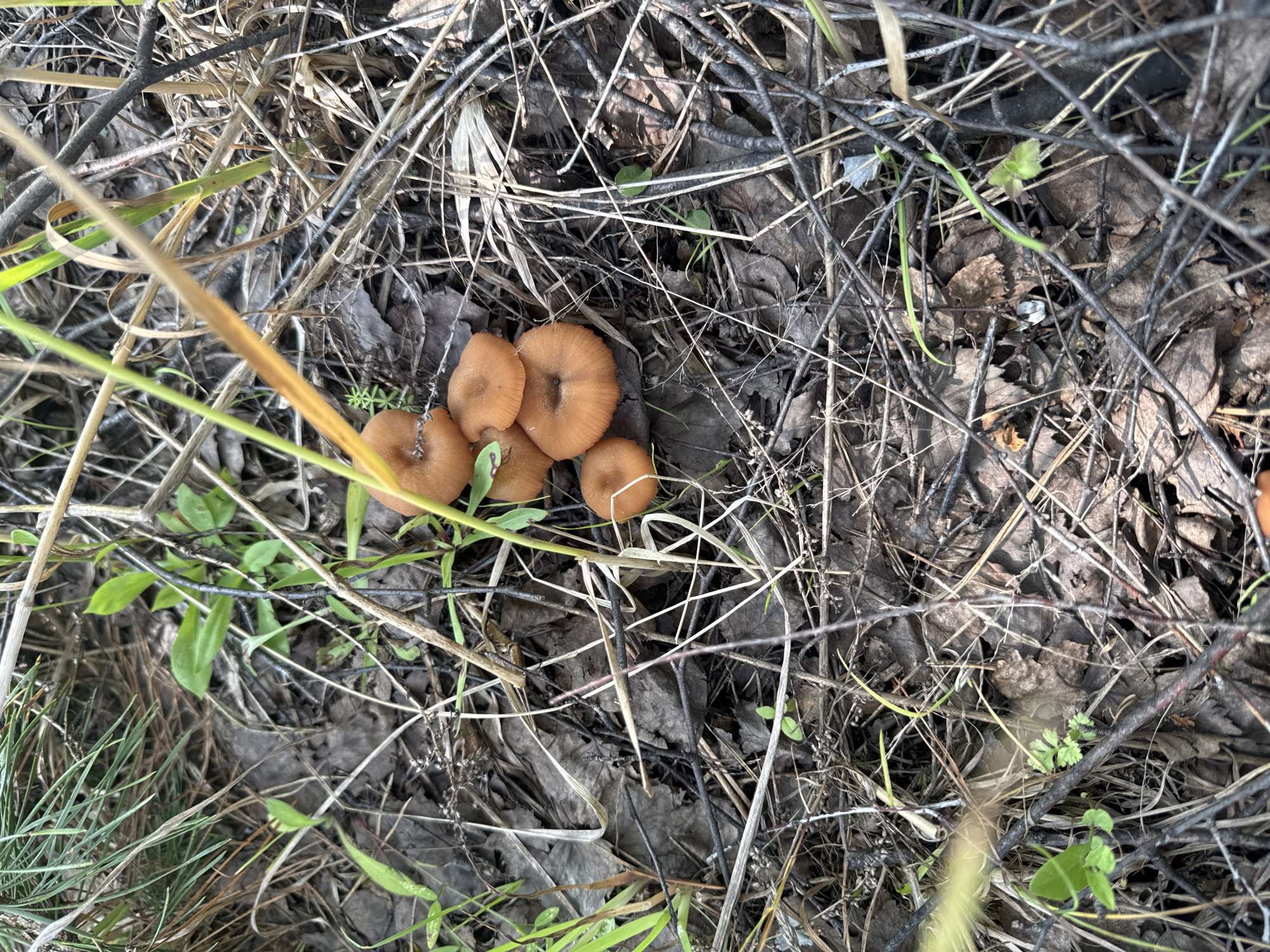This close-up, top-down shot captures a cluster of small, brown mushrooms growing amongst dry leaves and twigs on the forest floor. The mushrooms have visible gills on their undersides and appear to be in various stages of growth. Thin, dry grasses and other green vegetation are scattered throughout the scene, adding texture and color contrast. The lighting suggests it is daytime, with a natural, diffused light, possibly indicating an overcast sky or a shaded forest area. The environment appears natural and somewhat wild, consistent with a woodland setting. No people or text are visible in the image. The overall impression is one of natural decomposition and the quiet emergence of new life within a forest ecosystem. The location context of Berezovka, Russia, suggests a temperate forest environment.