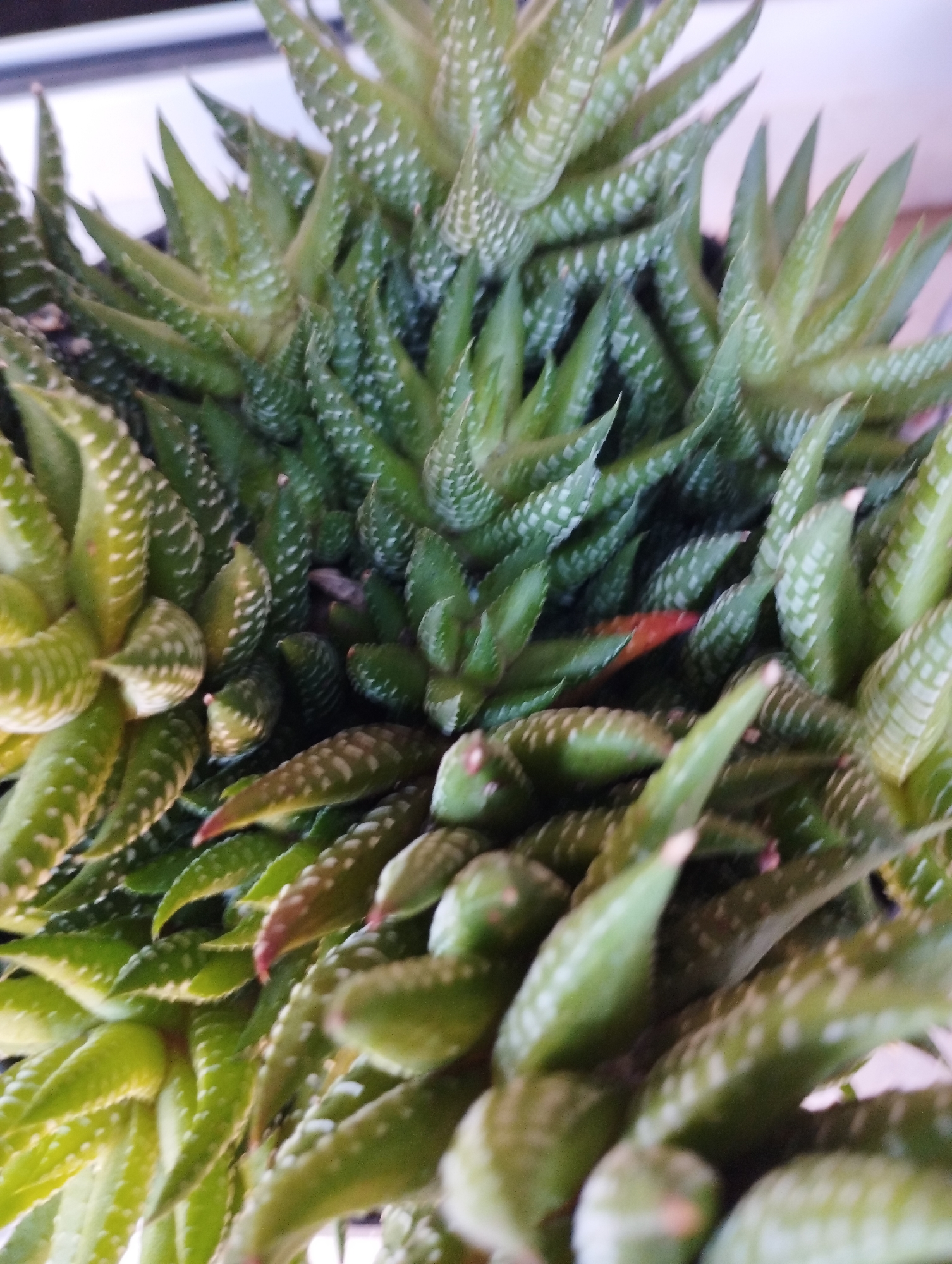 A close-up shot of a succulent plant with green leaves speckled with white markings. The leaves are densely packed, creating a textured, verdant scene. A few leaf tips show a slight reddish tint. The image does not provide information about the location or city.