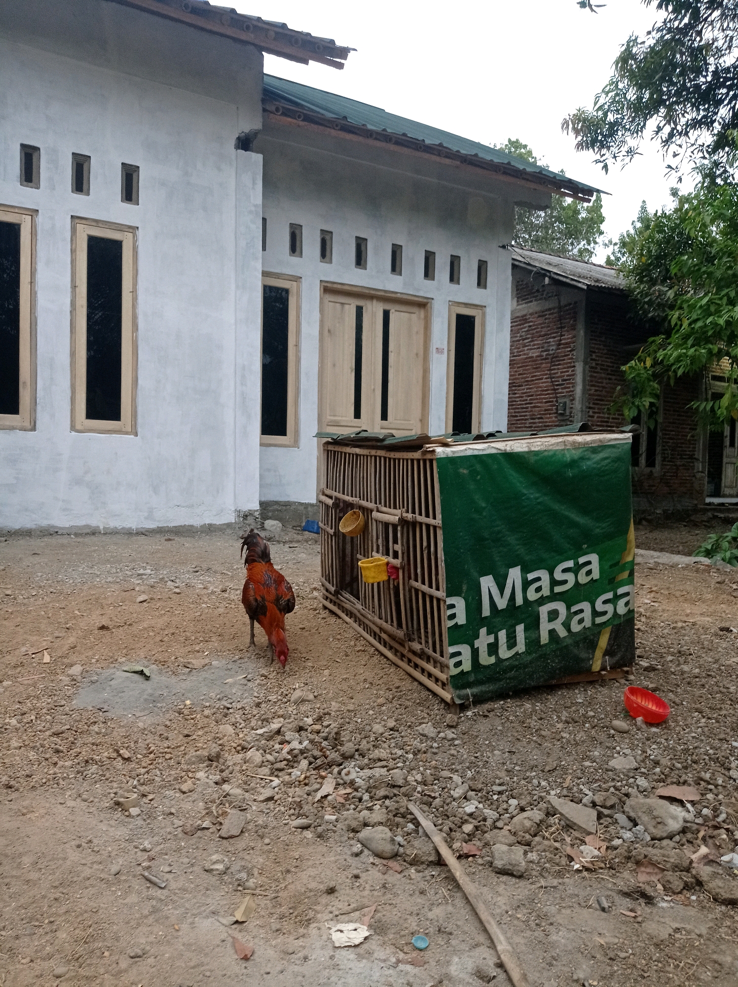 In Kedungbenda, Indonesia, a rooster stands in a yard in front of a partially constructed, light-colored house with rectangular windows. To the right of the house is a cage made of bamboo, covered partially by a green tarp with white lettering that reads "a Masa satu Rasa". A red plastic dish sits on the ground near the cage. The yard is covered with dirt and small stones.