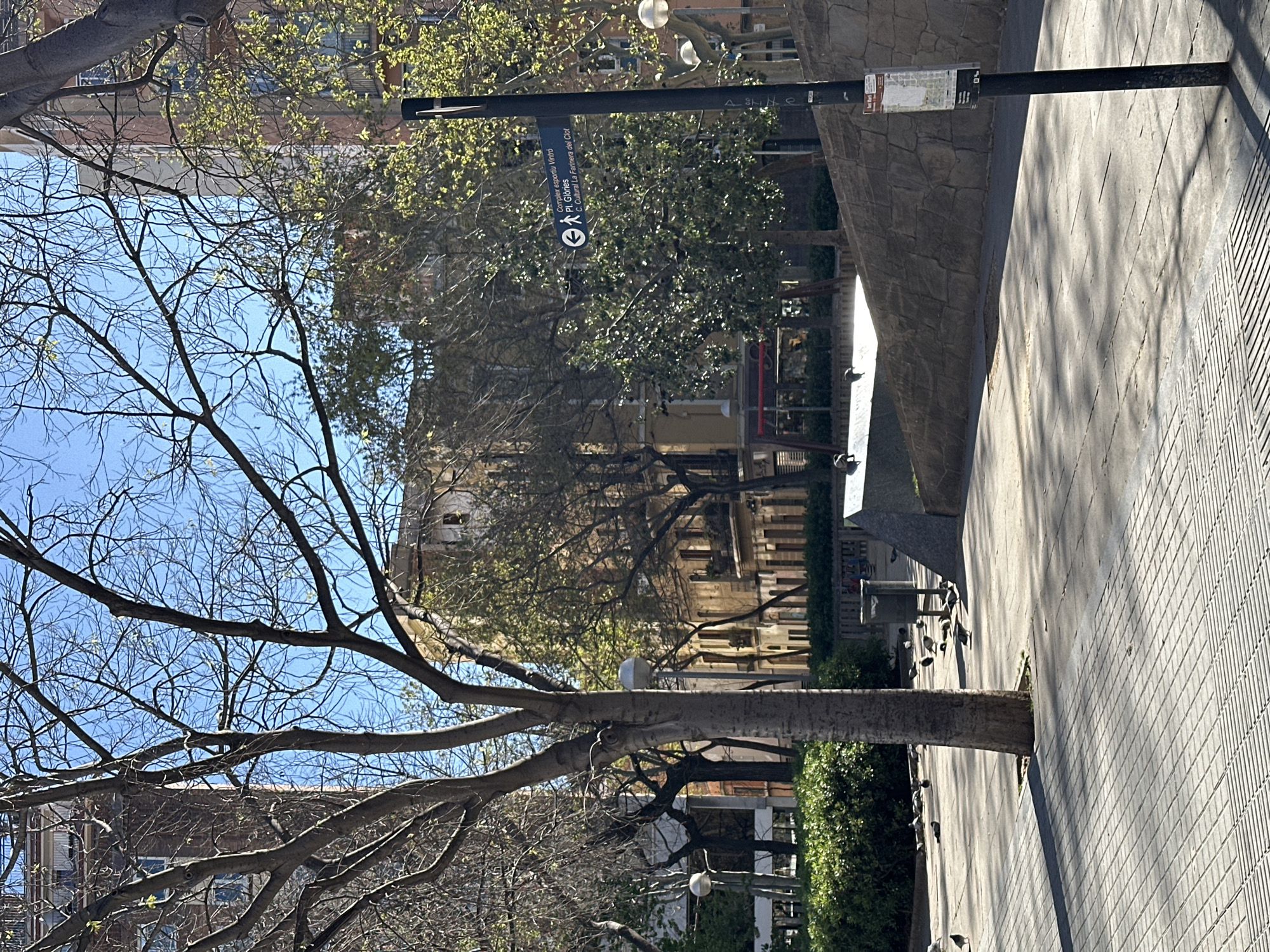 The image depicts a park setting, likely in Barcelona, Spain, as indicated by the directional sign pointing towards "Complex esportiu del Vinro," "Pl. Glòries," and "C. Cultural La Farinera del Clot." The scene is dominated by a large tree with bare branches extending across the left side of the frame, contrasting with other trees that are beginning to show signs of new growth. On the right side, there is a stone wall that separates the raised park area from a paved walkway. There are several pigeons gathered along the walkway and near the base of the tree. The background includes buildings and other trees, suggesting an urban environment. The lighting indicates a sunny day, with distinct shadows cast on the walkway.