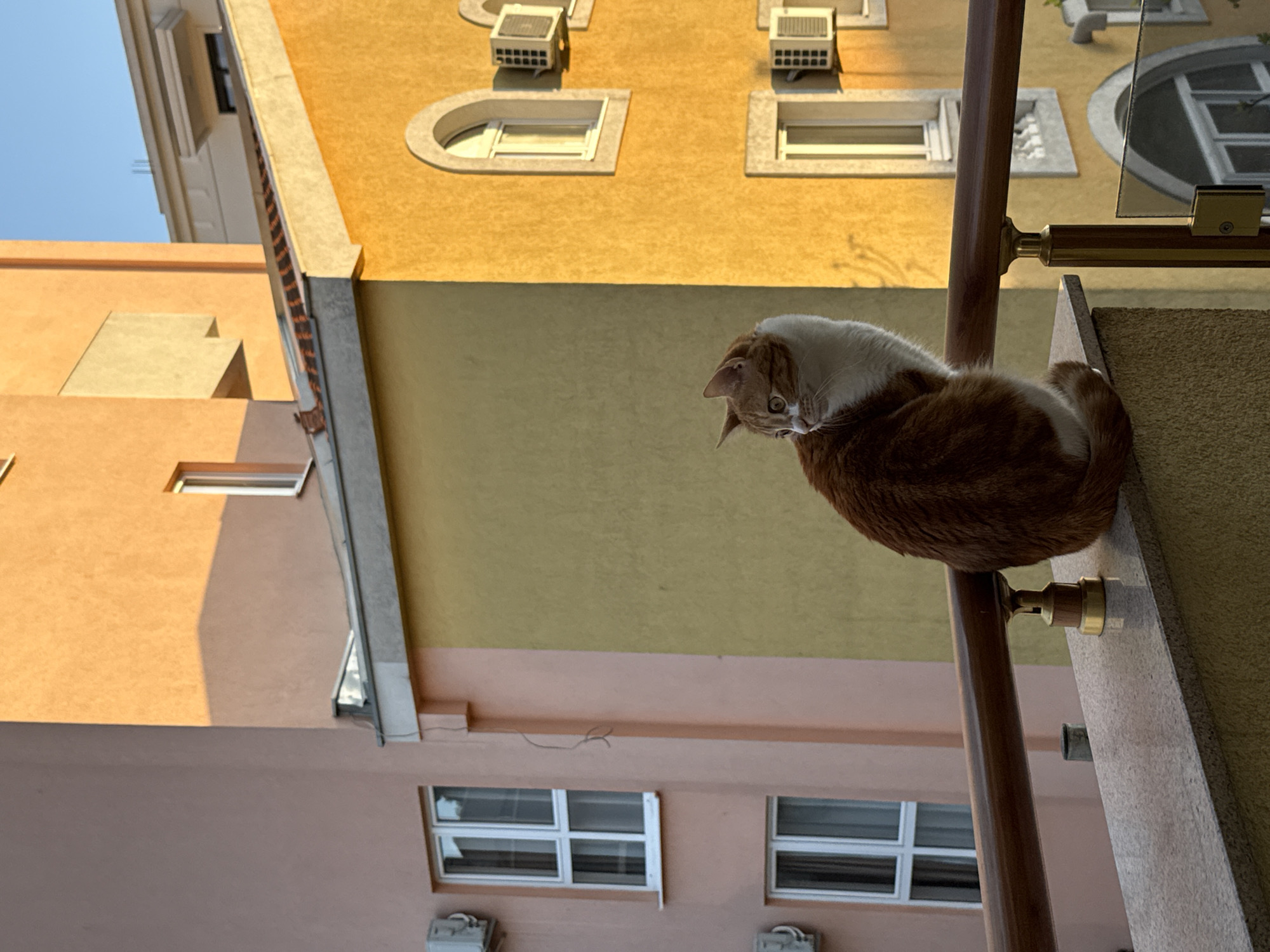 A medium shot, taken from a low angle, depicts an orange and white cat perched on a ledge attached to a building. The cat is looking downwards, with its body curled.
The background consists of buildings painted in shades of orange, yellow, and pink. Windows and air conditioning units are visible on the building facades. A wooden handrail runs diagonally across the frame.
The location is suggested to be in the city of Bar, Montenegro based on other knowledge.