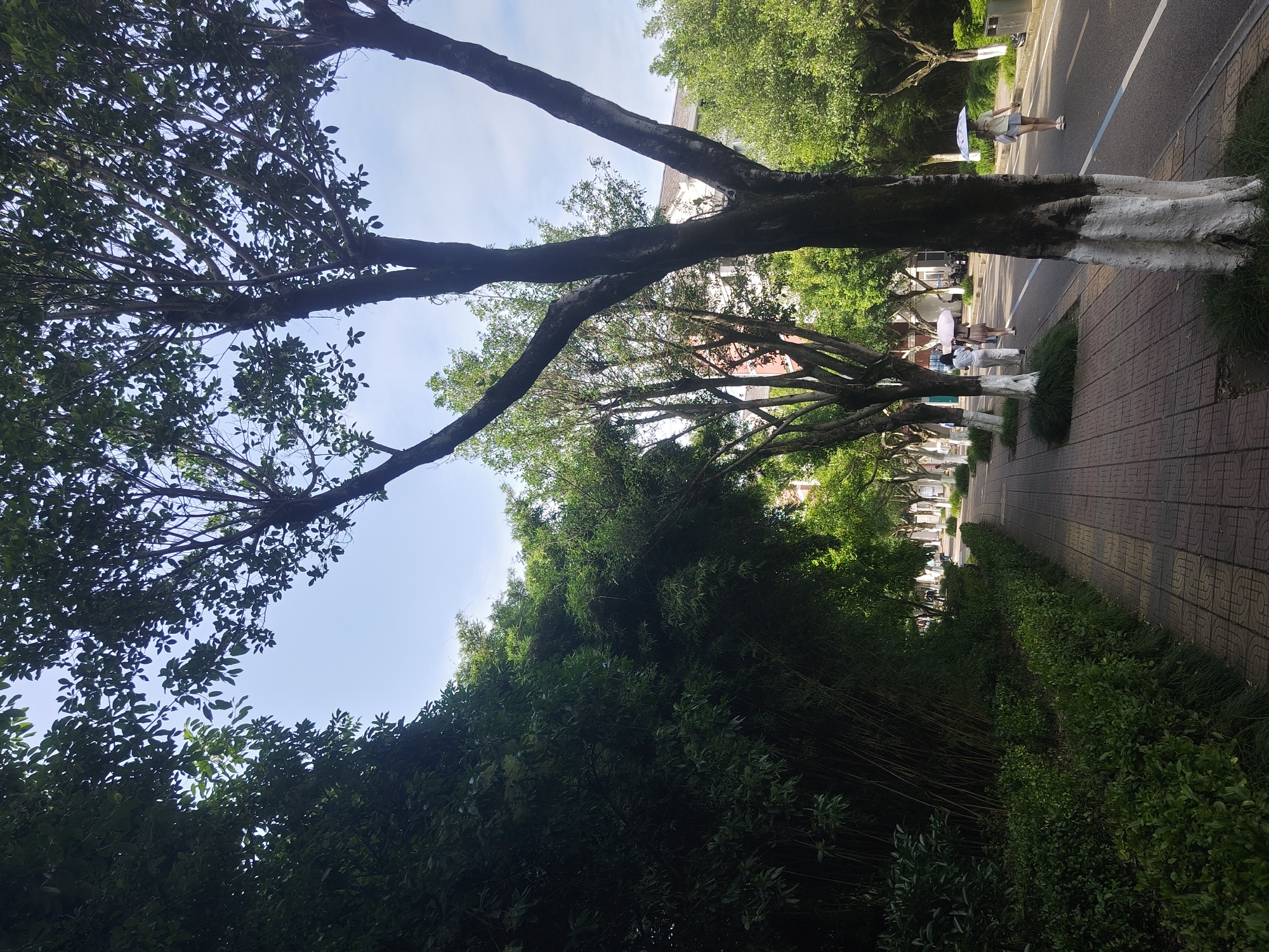 This image depicts a tree-lined street with a sidewalk in the Chongqing High-tech Zone, China. The perspective is from the sidewalk, looking down the street. On the left, a dense bamboo forest lines the path, transitioning into manicured bushes and then a brick-paved sidewalk. Several trees with white-painted lower trunks are planted along the sidewalk, casting shadows. The street itself is asphalt, with white lane markings.
In the distance, several individuals are walking along the street. One person, a woman, is walking under a white umbrella on the right side of the street. Further down the street, two other figures, likely women, are walking under umbrellas. Buildings are visible in the background, interspersed with more trees. The sky is clear and blue. The overall impression is a well-maintained urban environment with abundant greenery.