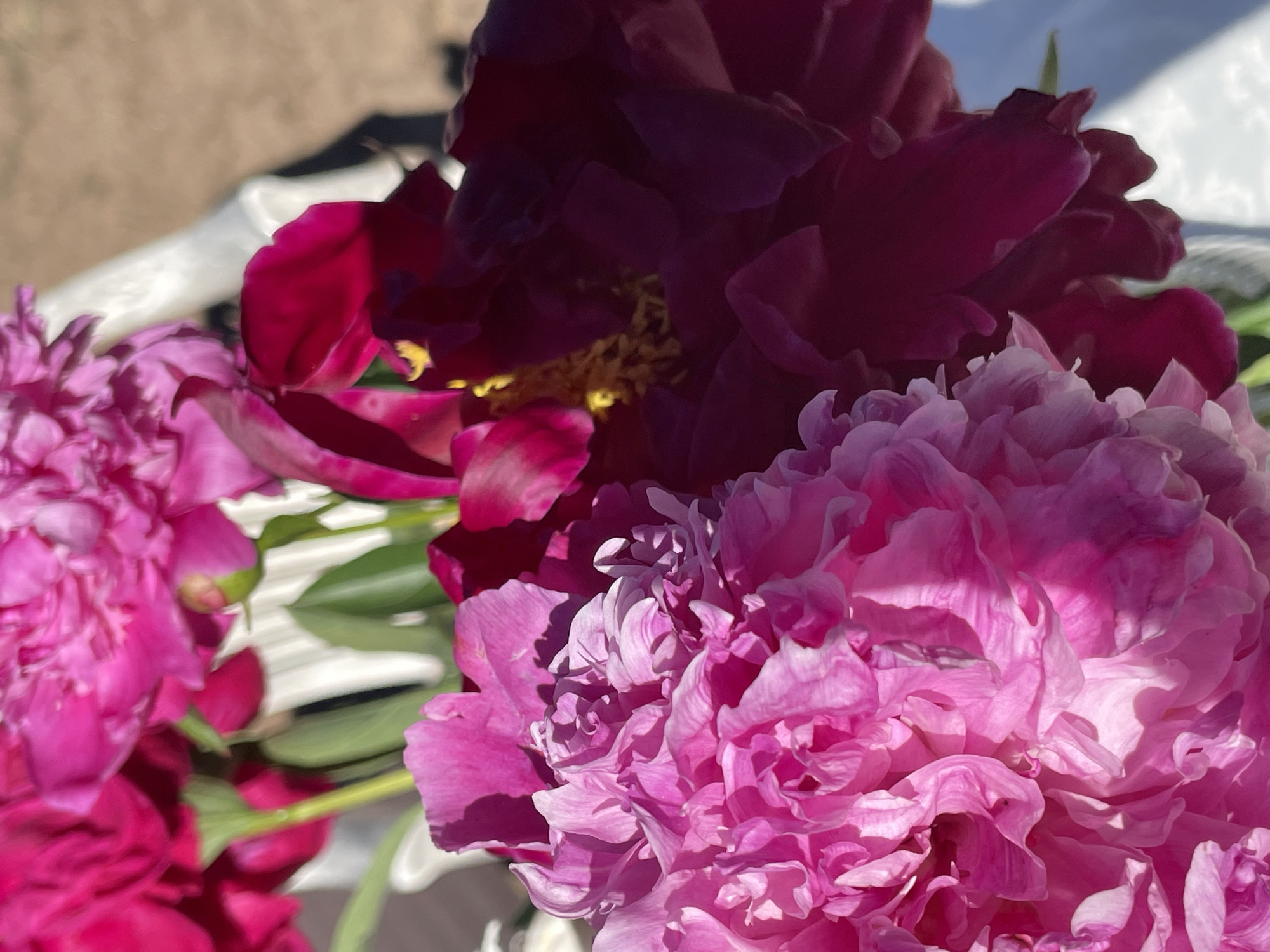 A close-up, high-angle shot captures a bouquet of vibrant pink and deep red peonies. The flowers, with their numerous ruffled petals, are the primary focus. In the background, a white object, possibly a vase or table, is visible along with a blurred outdoor environment suggesting a sunny day with dry ground. The image appears to be taken in Zelenaya Roshcha, Russia. There are no people or animals present in the scene.