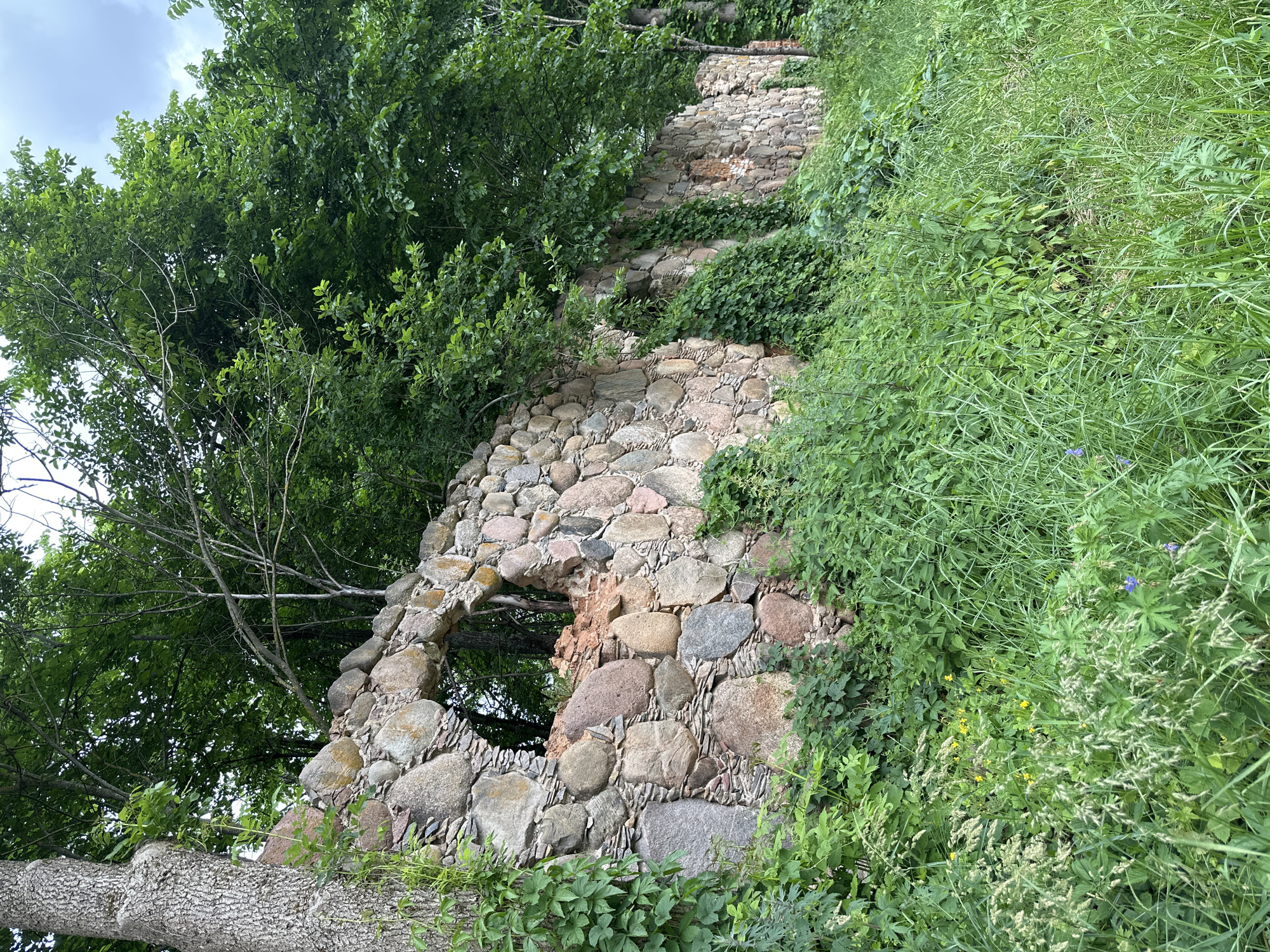 An old, dilapidated stone wall made of large, irregularly shaped rocks stands in a lush, overgrown natural environment. The wall is partially covered in green ivy, and a large, arched opening is visible in the center, revealing trees and foliage behind it. The wall appears to be made of rough-hewn stones with varying textures and colors, ranging from gray to reddish-brown. In front of the wall, a dense growth of tall green grass and various plants, some with small yellow flowers, dominates the foreground. Trees with dense green foliage form a canopy over and behind the wall, suggesting a wooded or park-like setting. The overall impression is one of decay and nature reclaiming an abandoned structure. The image is taken from a ground-level perspective, looking up towards the wall and the trees. This scene is located in the vicinity of Хаценчыцкі сельскі Савет, Belarus. There are no people or animals visible in the image.