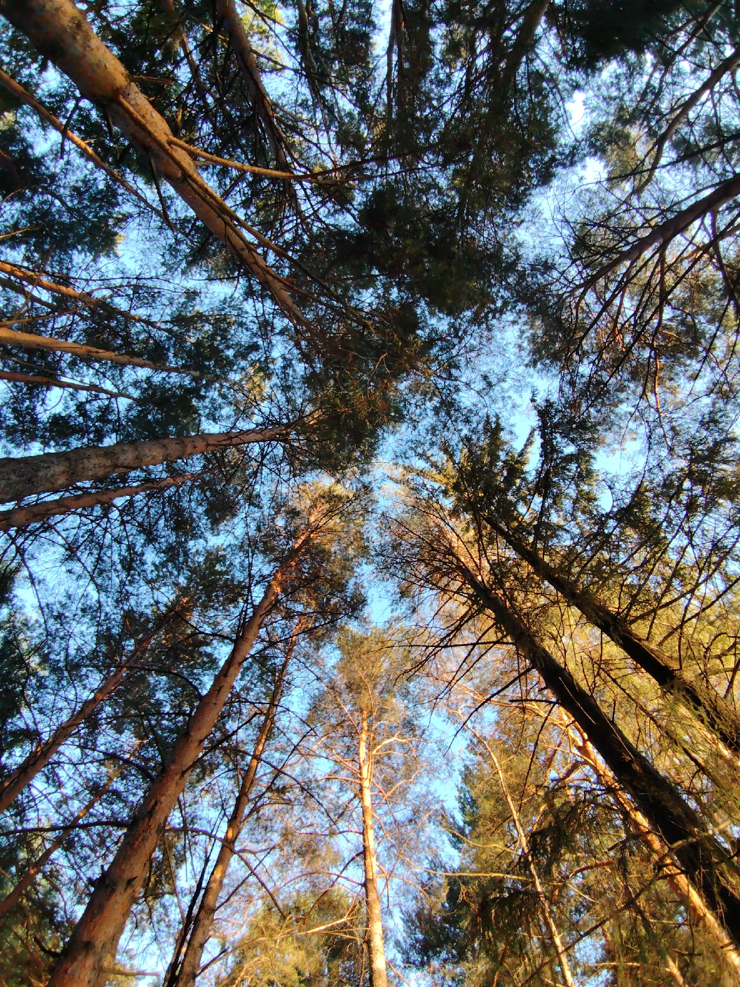 This is a low-angle shot looking up through a canopy of tall pine trees towards a clear blue sky. The image captures the textured bark of the tree trunks, which are illuminated by warm, golden light, suggesting it is either sunrise or sunset. The branches of the trees, laden with green pine needles, form an intricate network against the sky. Some bare branches are also visible, adding to the natural, slightly wild feel of the forest. The overall impression is one of peace and the grandeur of nature. The lighting creates a dramatic effect, highlighting the vertical lines of the trees and the contrast between light and shadow. There are no people, objects, or visible text in the image. The setting is a forest, likely in or around Chaikovsky, Russia, given the pine trees and clear sky. The time of day is likely early morning or late afternoon, and the weather appears to be fair.