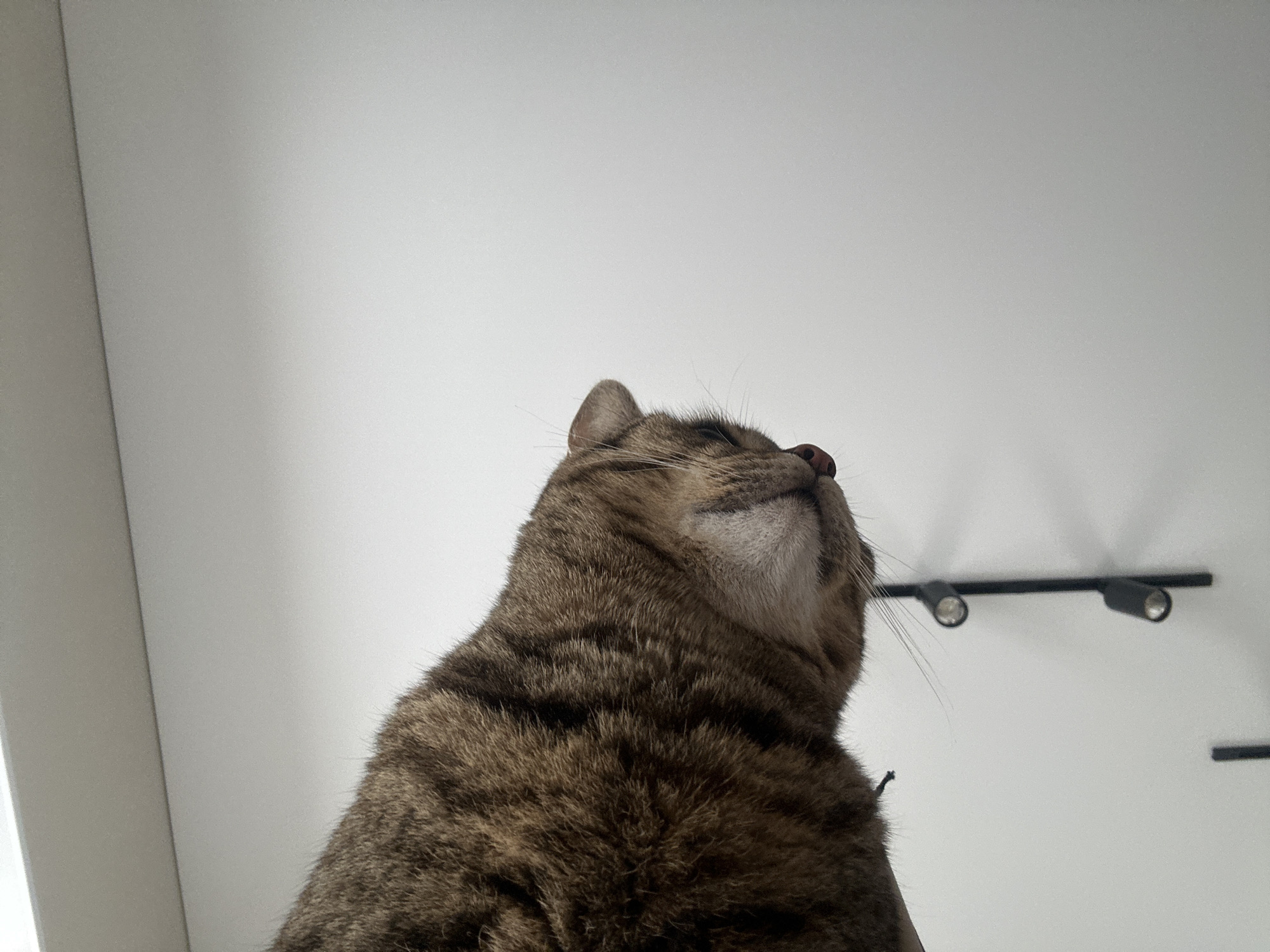 A close-up, low-angle shot of a tabby cat looking upwards. The cat has brown and black markings. Only the cat's upper body and head are visible. Behind the cat is a white wall. A track lighting fixture is partially visible on the wall, with two spotlight heads pointing in different directions. The location is Прикамский, Russia.