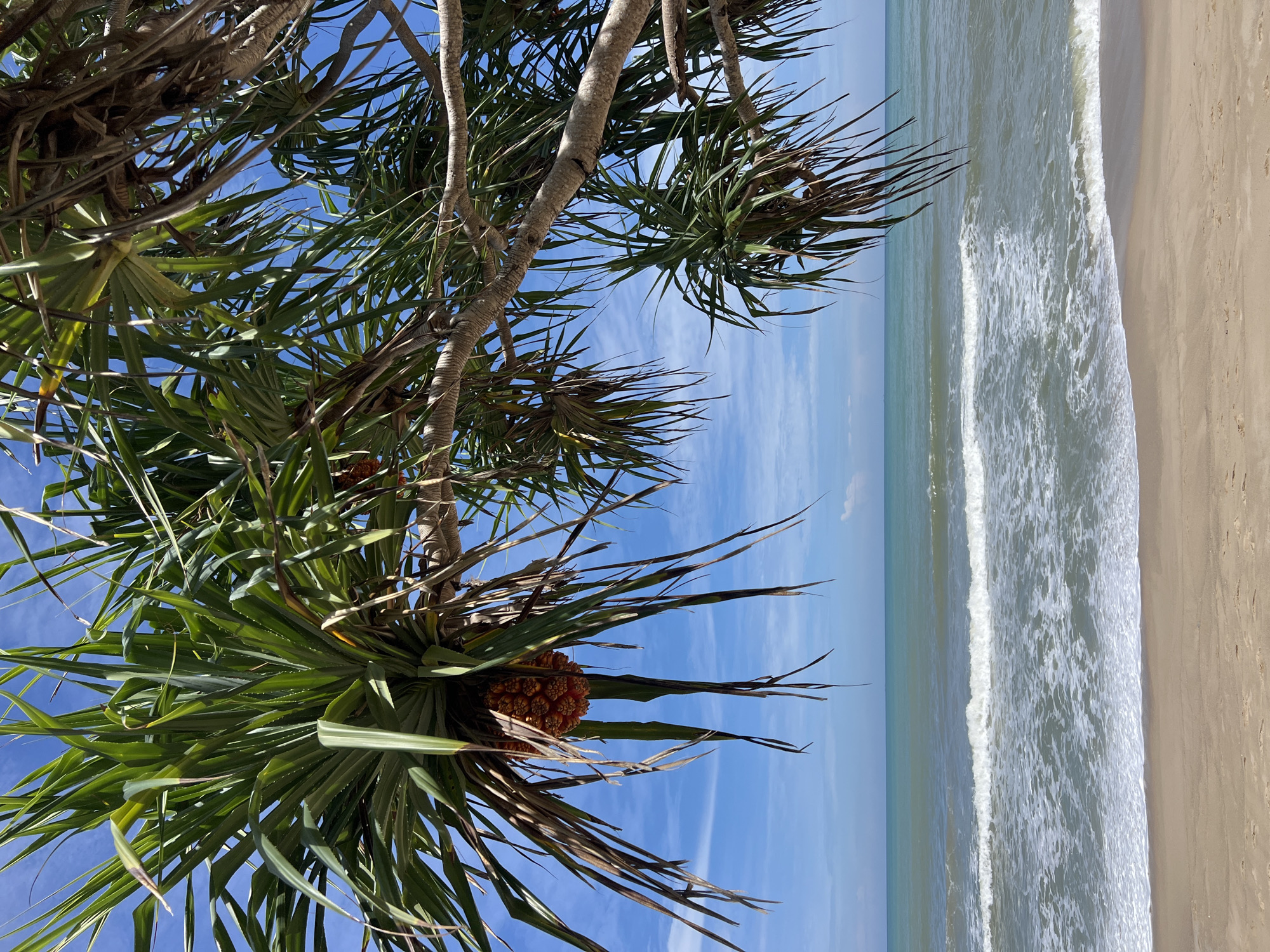 A pandanus fruit hangs from a branch of a pandanus tree, silhouetted against a bright blue sky with wispy clouds. The pandanus tree's long, spiky leaves frame the top portion of the image. Below the tree, a sandy beach transitions into the ocean. The water is a gradient of blues and greens, with white foam from incoming waves. The horizon line separates the sea from the sky. The location is listed as Unknown, Unknown.