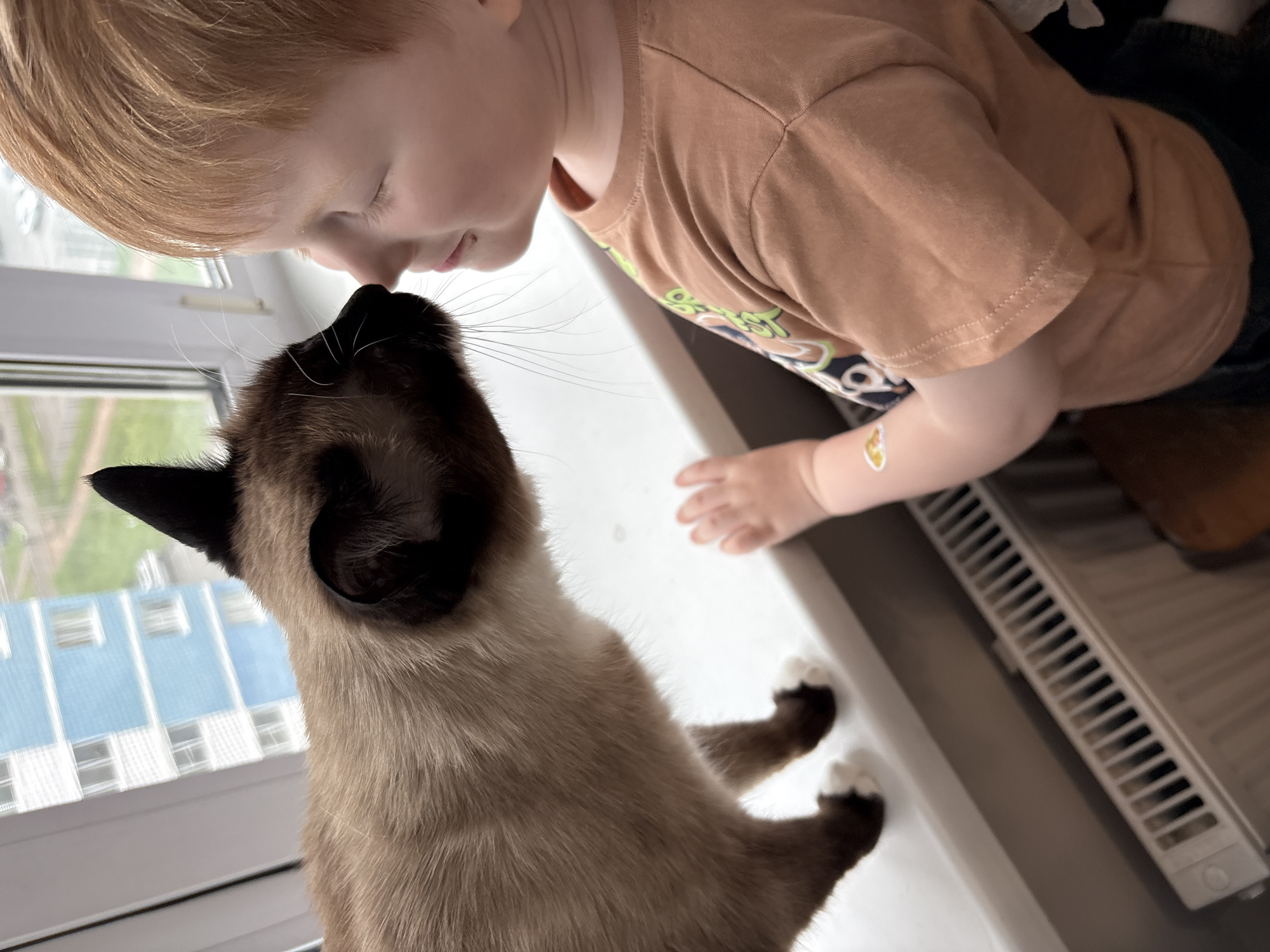 A young child with blond hair stands by a window, nose-to-nose with a Siamese cat with white paws that is standing on the window sill. The child wears a tan shirt, and a bandage is visible on their arm. The cat is facing the child. Outside the window, a tall blue and white building is visible, indicating an urban environment. The location is presumed to be Izhevsk, Russia. A radiator is visible beneath the window sill.
