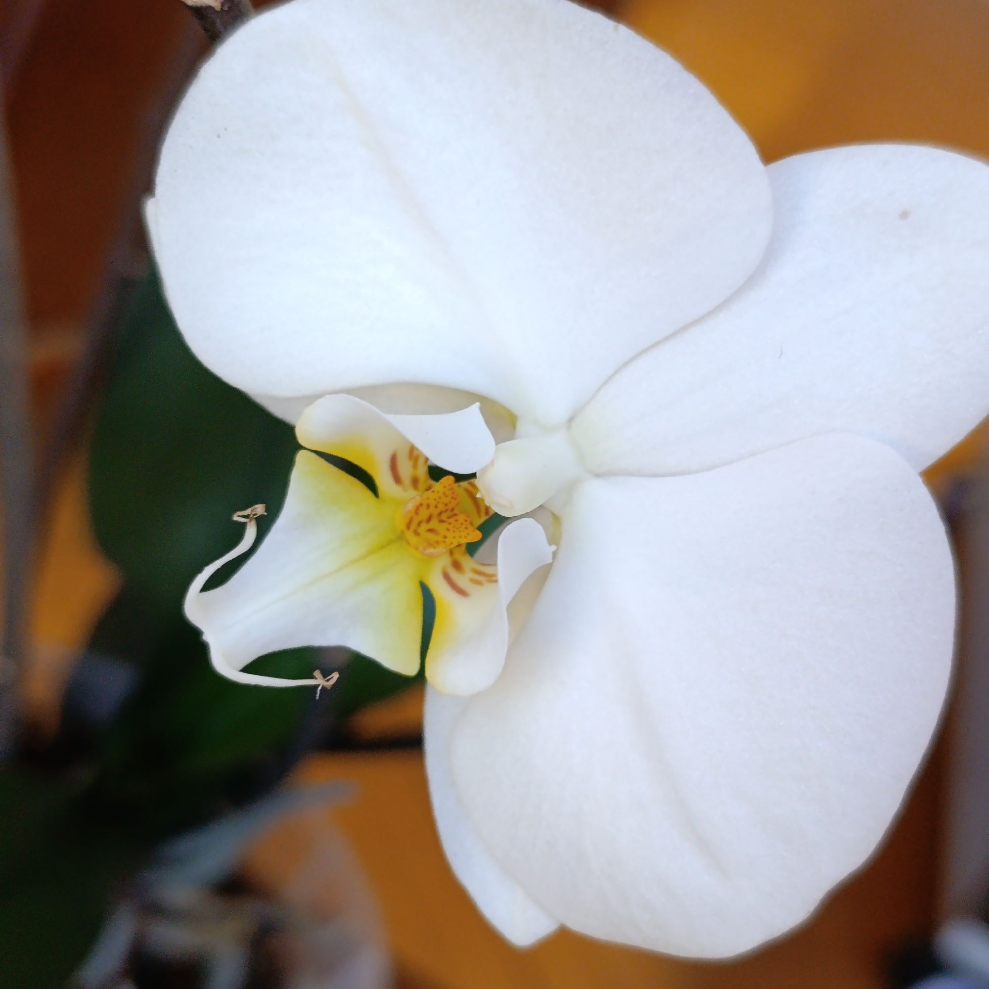 A close-up photograph shows a white orchid flower in focus. The flower has three large white petals and a smaller petal featuring yellow and brown markings in its center. Two tendrils protrude from the smaller petal. Behind the flower, there are out-of-focus green leaves and a background that appears to be a blurry orange or brown color. The location, Марковский, Russia, is not discernible from the visual information.