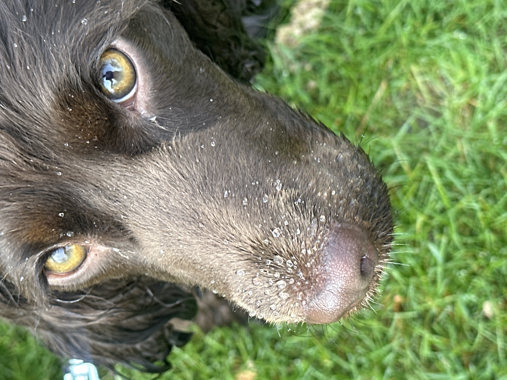 A close-up, high-angle vertical shot depicts the head and upper muzzle of a brown dog, possibly a spaniel breed, in an outdoor setting in Tunbridge Wells, United Kingdom. The dog's fur, particularly on its muzzle, nose, and forehead, is saturated and covered in numerous distinct water droplets, suggesting recent exposure to water or precipitation. Its eyes are a reflective amber-gold color. The reflection in the dog's right eye (viewer's left) clearly shows an inverted human figure holding an object, consistent with a camera or mobile phone, indicating the photographer's direct interaction and proximity. The dog's dark brown nose is moist. The immediate background consists of blurred green grass. No other subjects or specific environmental markers are discernible beyond the grass.