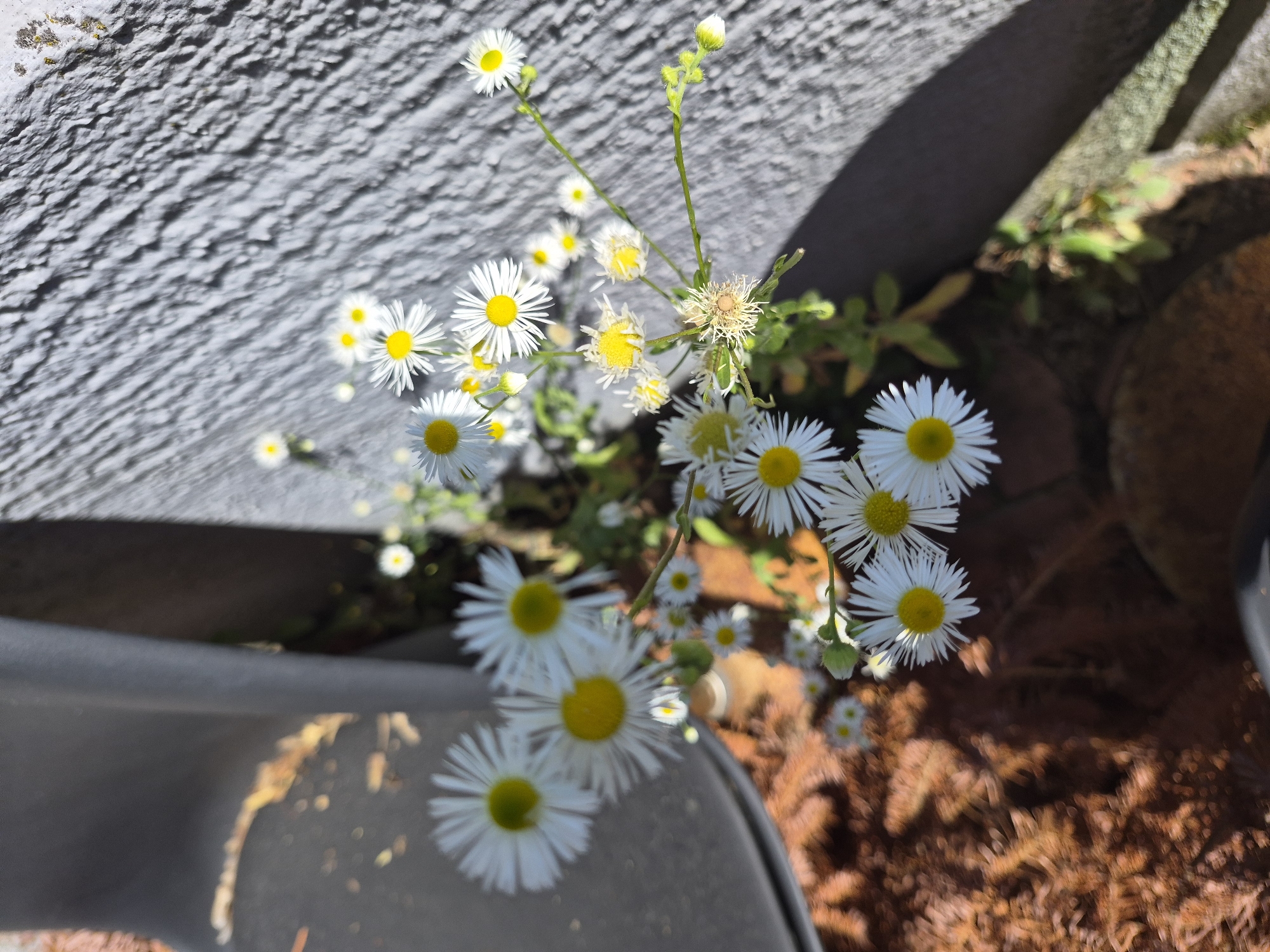 A cluster of small, white daisy-like flowers with yellow centers grows in a narrow crevice between two textured surfaces. One surface is a dark, smooth, curved object, possibly a piece of furniture or architectural element. The other surface is a rough, light gray textured wall, appearing to be made of concrete or stucco, with visible striations and some patches of golden growth. The ground beneath the flowers is a rich brown, appearing to be composed of organic material like mulch or dry leaves. Sunlight casts shadows, creating a play of light and dark across the scene, highlighting the delicate petals of the flowers.