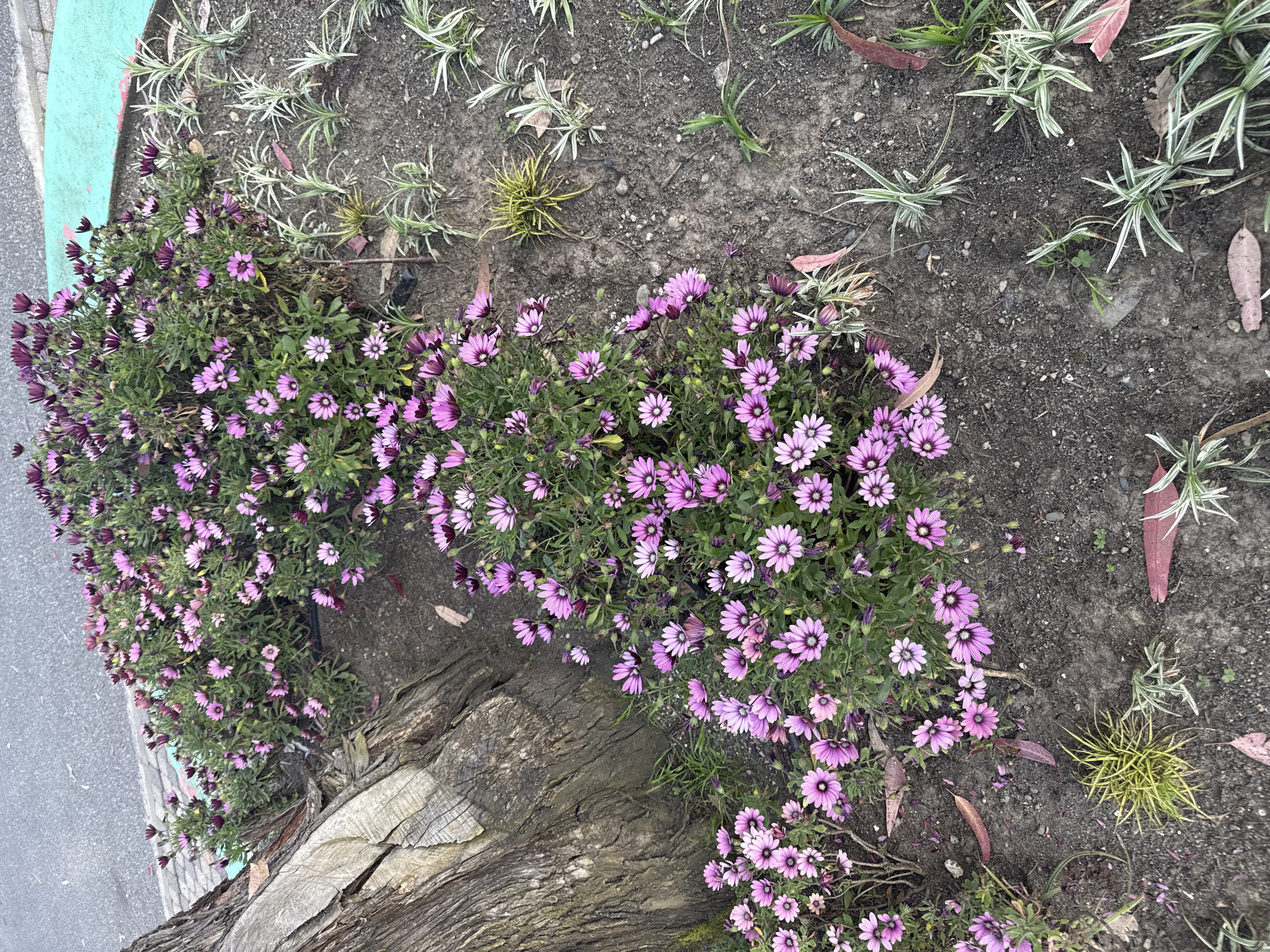 The image shows a flowerbed in an outdoor setting, possibly in Sirius, Russia, though this is not conclusively identifiable from the visual information alone. A mass of purple daisy-like flowers grows along the edge of what appears to be a tree trunk and sidewalk. In the background, there is barren soil with some sparse, grass-like plants. A section of the sidewalk is visible on the left, with a green painted border. There are no people visible in the image.
